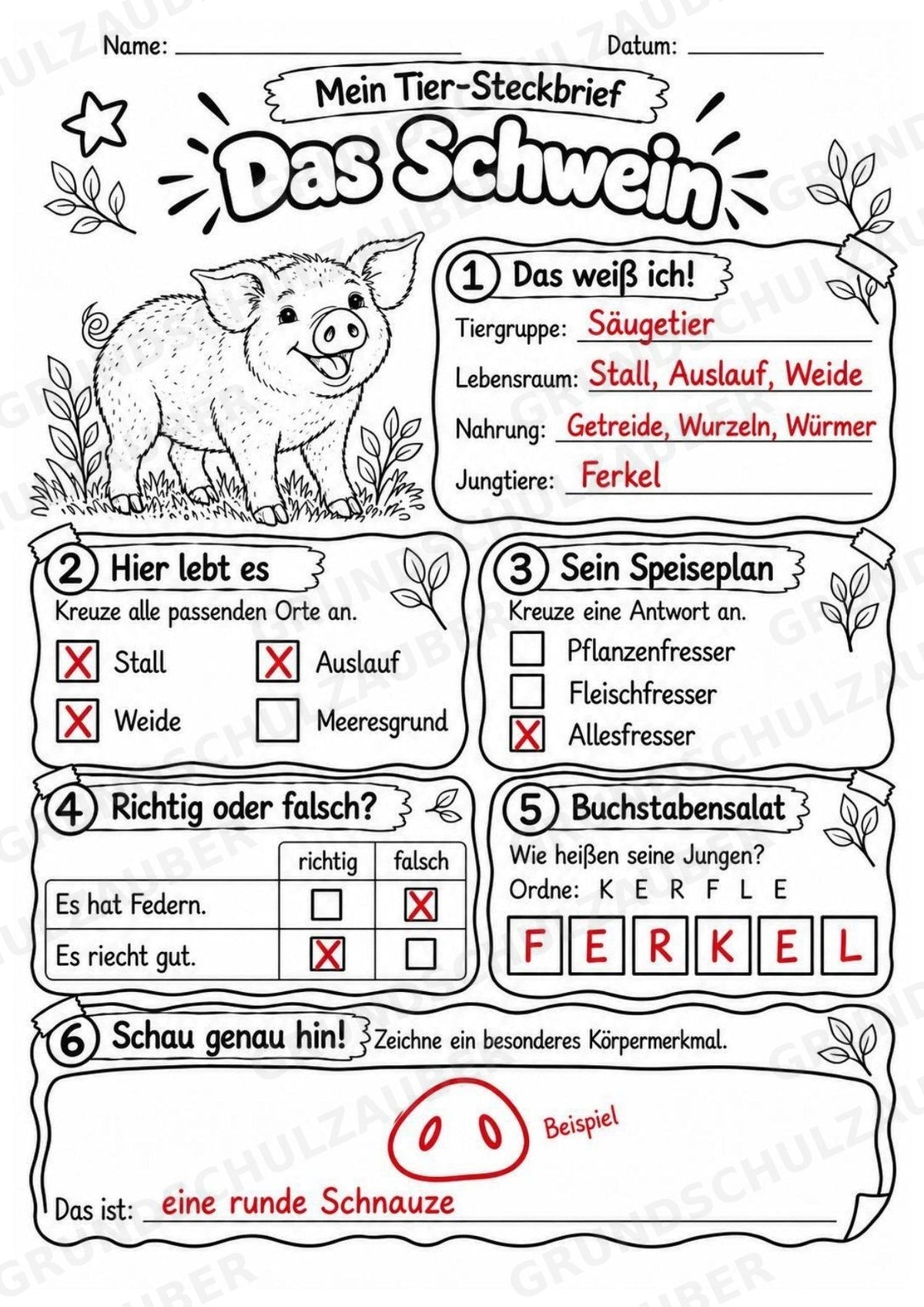 Schwein - Lesetext & Steckbrief | Sachunterricht Tiere Grundschule – Materialseite 5