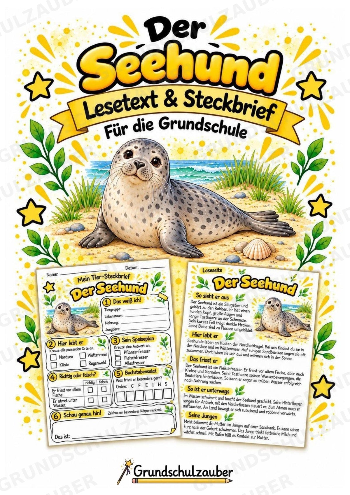 Seehund - Lesetext & Steckbrief | Sachunterricht Tiere Grundschule – Cover