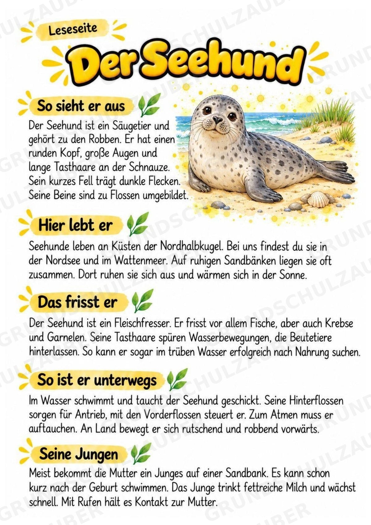 Seehund - Lesetext & Steckbrief | Sachunterricht Tiere Grundschule – Materialseite 2