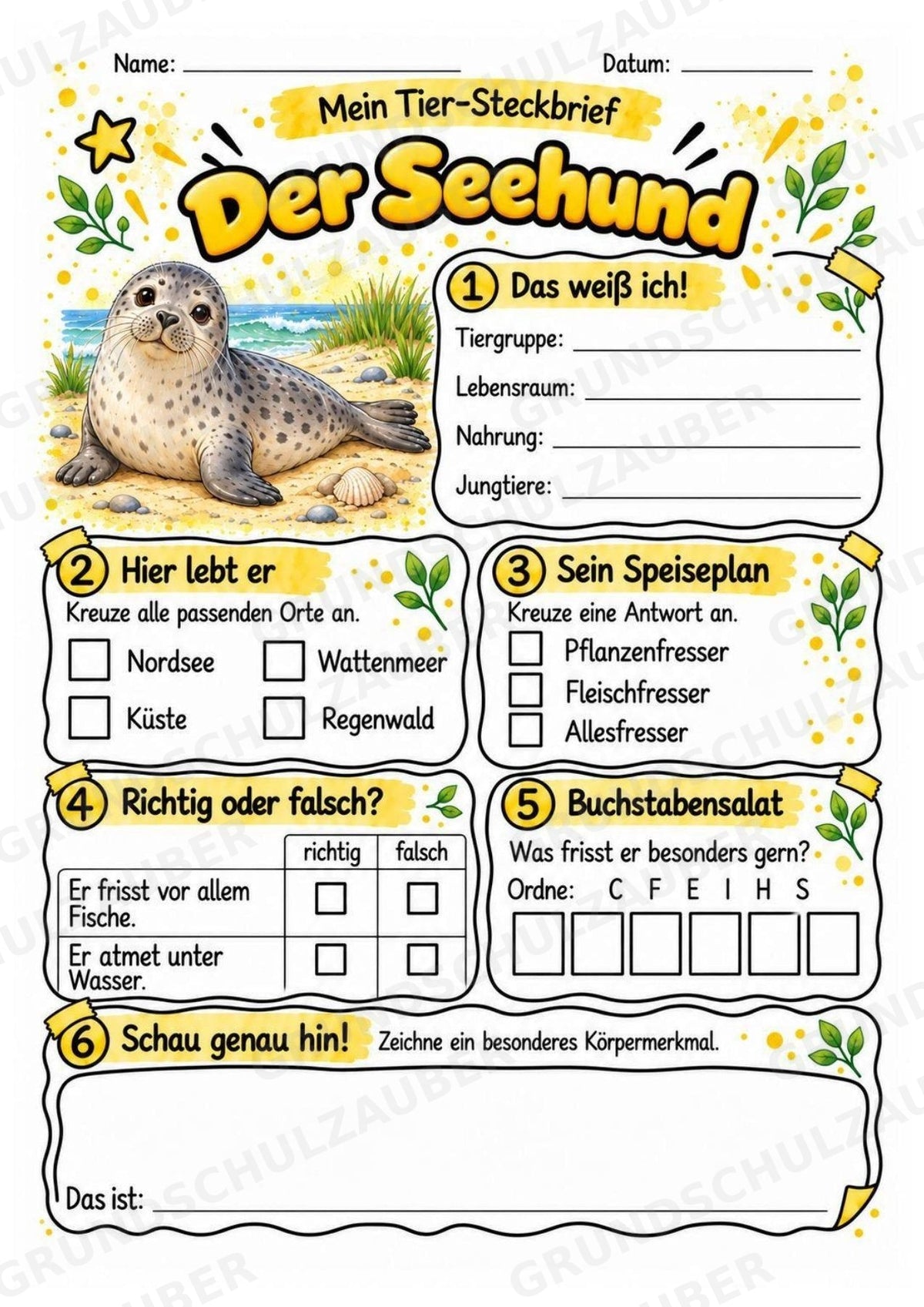 Seehund - Lesetext & Steckbrief | Sachunterricht Tiere Grundschule – Materialseite 3