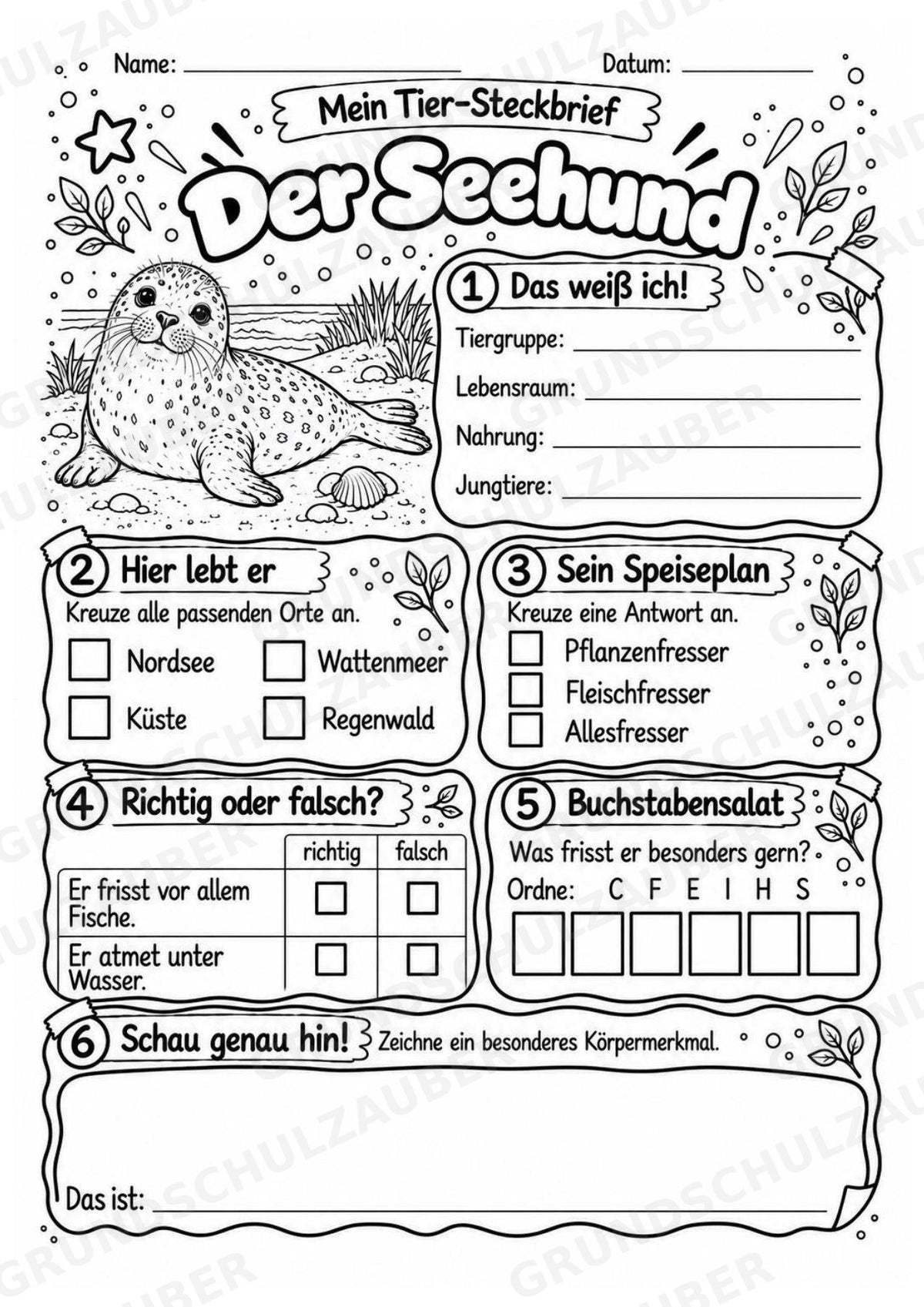 Seehund - Lesetext & Steckbrief | Sachunterricht Tiere Grundschule – Materialseite 4
