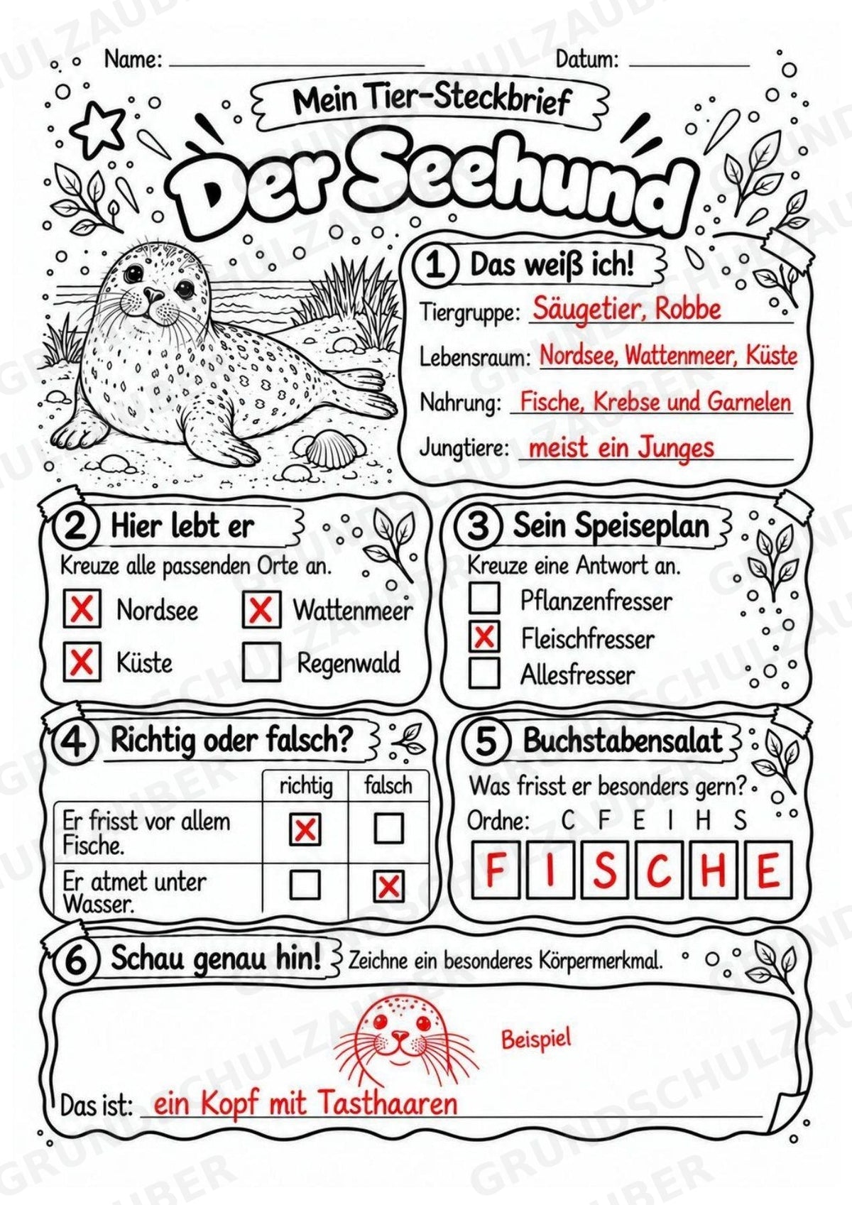 Seehund - Lesetext & Steckbrief | Sachunterricht Tiere Grundschule – Materialseite 5