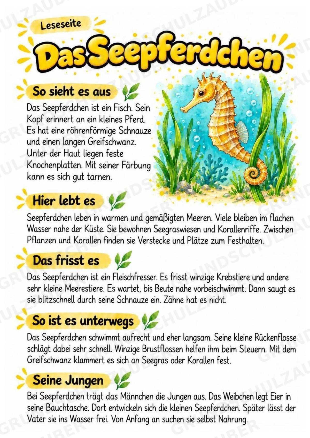 Seepferdchen - Lesetext & Steckbrief | Sachunterricht Tiere Grundschule – Materialseite 2
