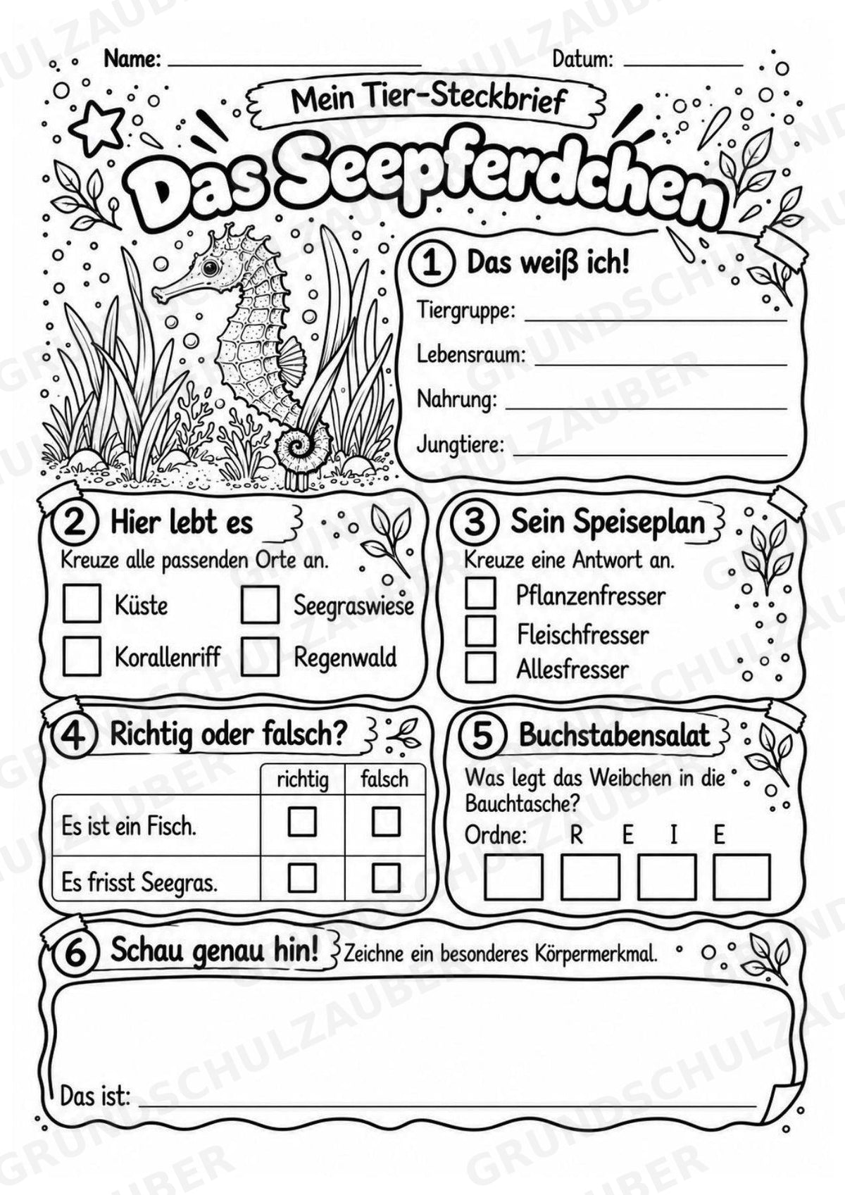 Seepferdchen - Lesetext & Steckbrief | Sachunterricht Tiere Grundschule – Materialseite 4