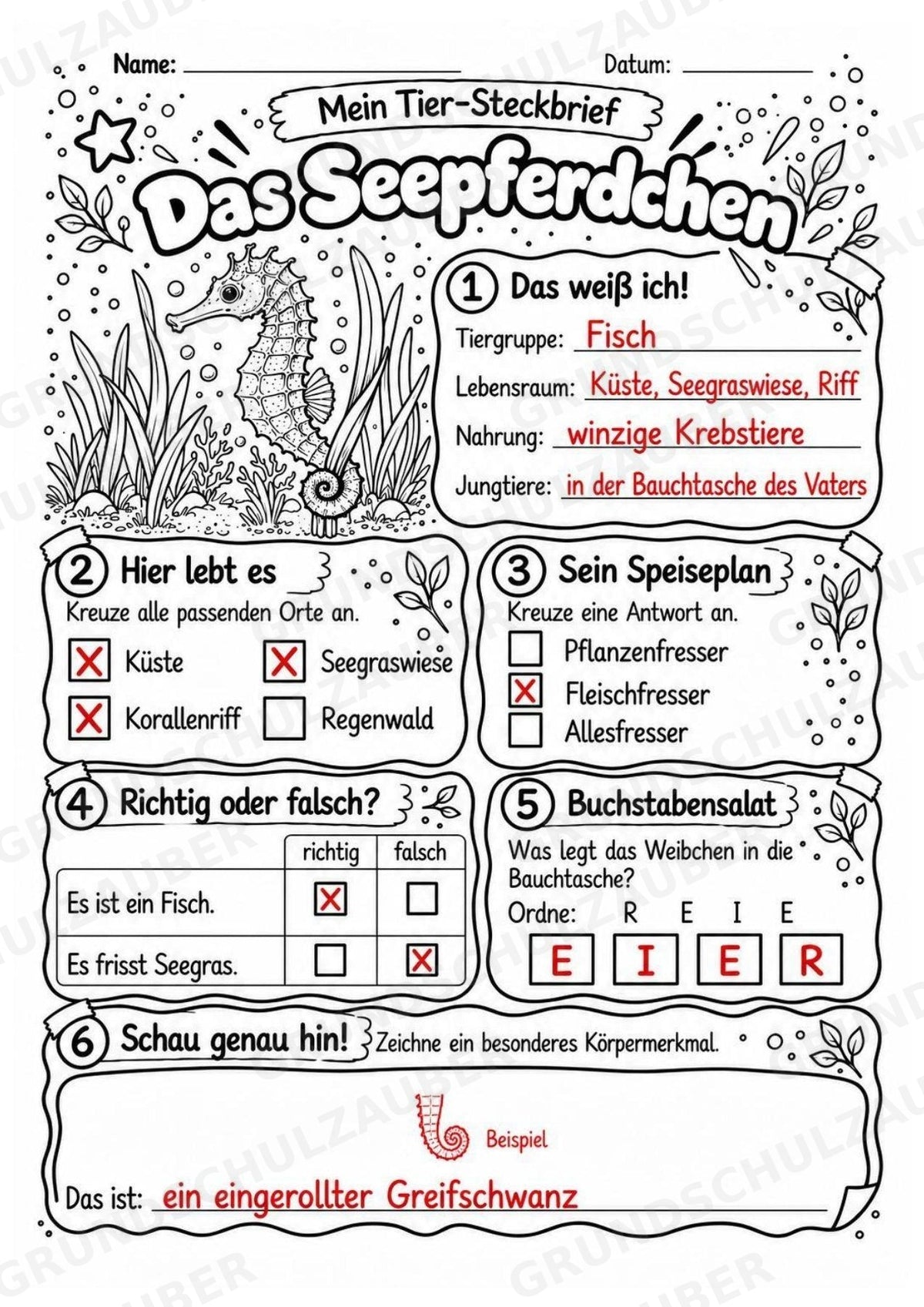 Seepferdchen - Lesetext & Steckbrief | Sachunterricht Tiere Grundschule – Materialseite 5