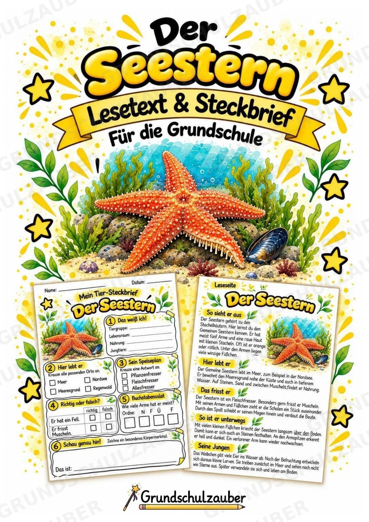 Seestern - Lesetext & Steckbrief | Sachunterricht Tiere Grundschule – Cover