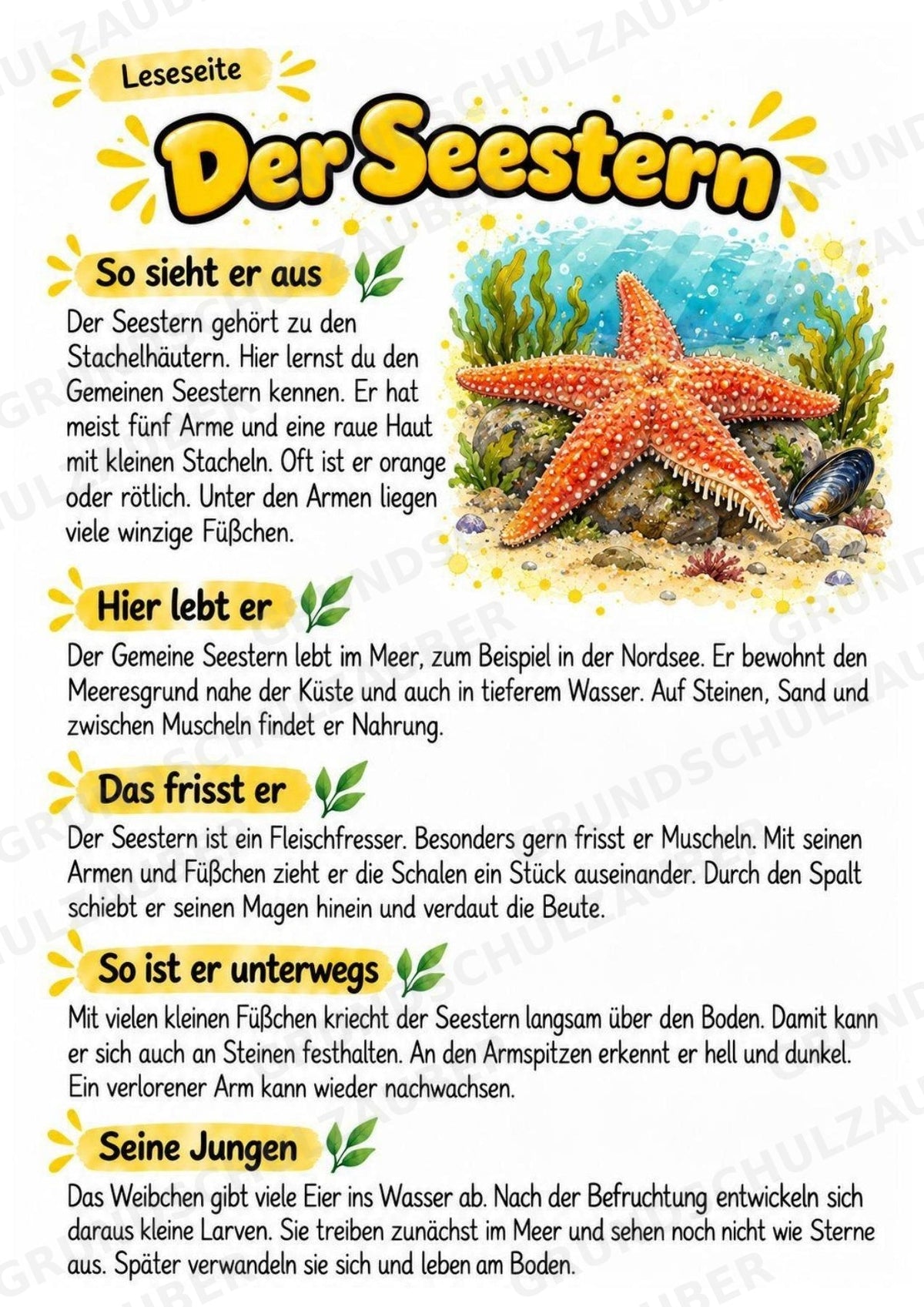 Seestern - Lesetext & Steckbrief | Sachunterricht Tiere Grundschule – Materialseite 2
