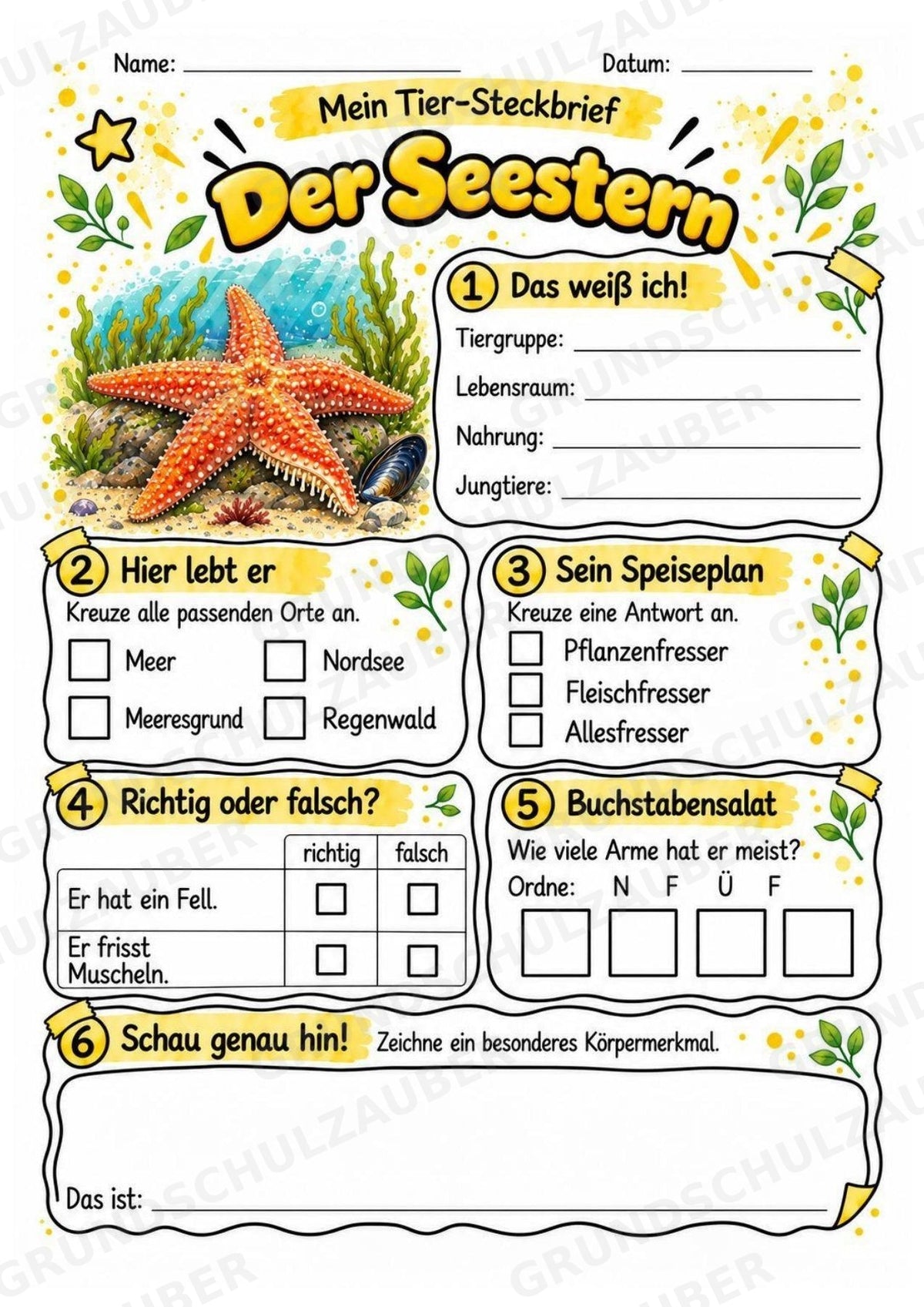 Seestern - Lesetext & Steckbrief | Sachunterricht Tiere Grundschule – Materialseite 3