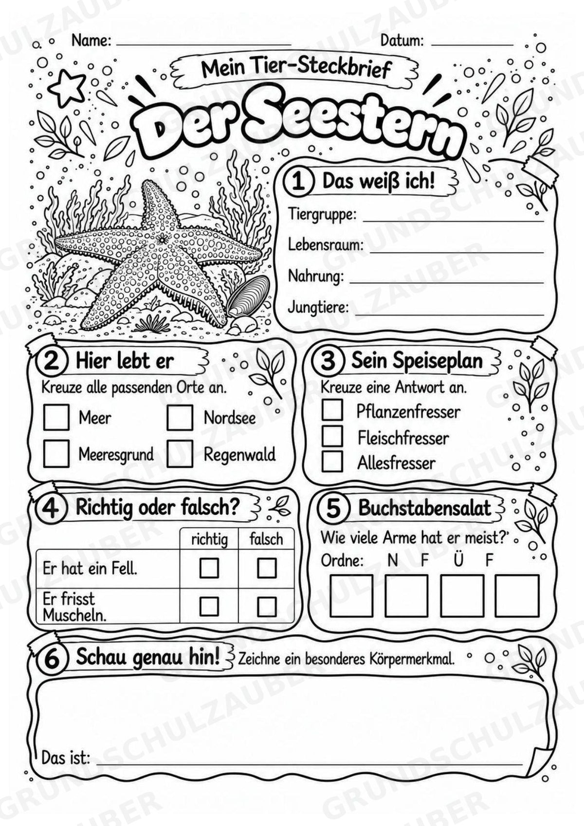 Seestern - Lesetext & Steckbrief | Sachunterricht Tiere Grundschule – Materialseite 4