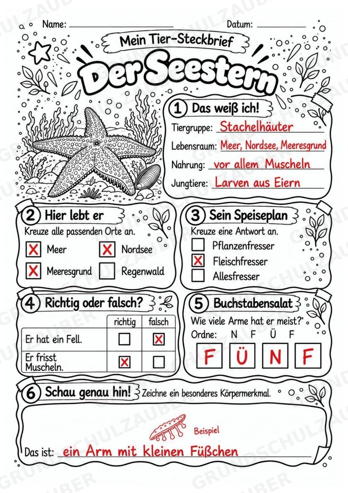 Seestern - Lesetext & Steckbrief | Sachunterricht Tiere Grundschule – Materialseite 5