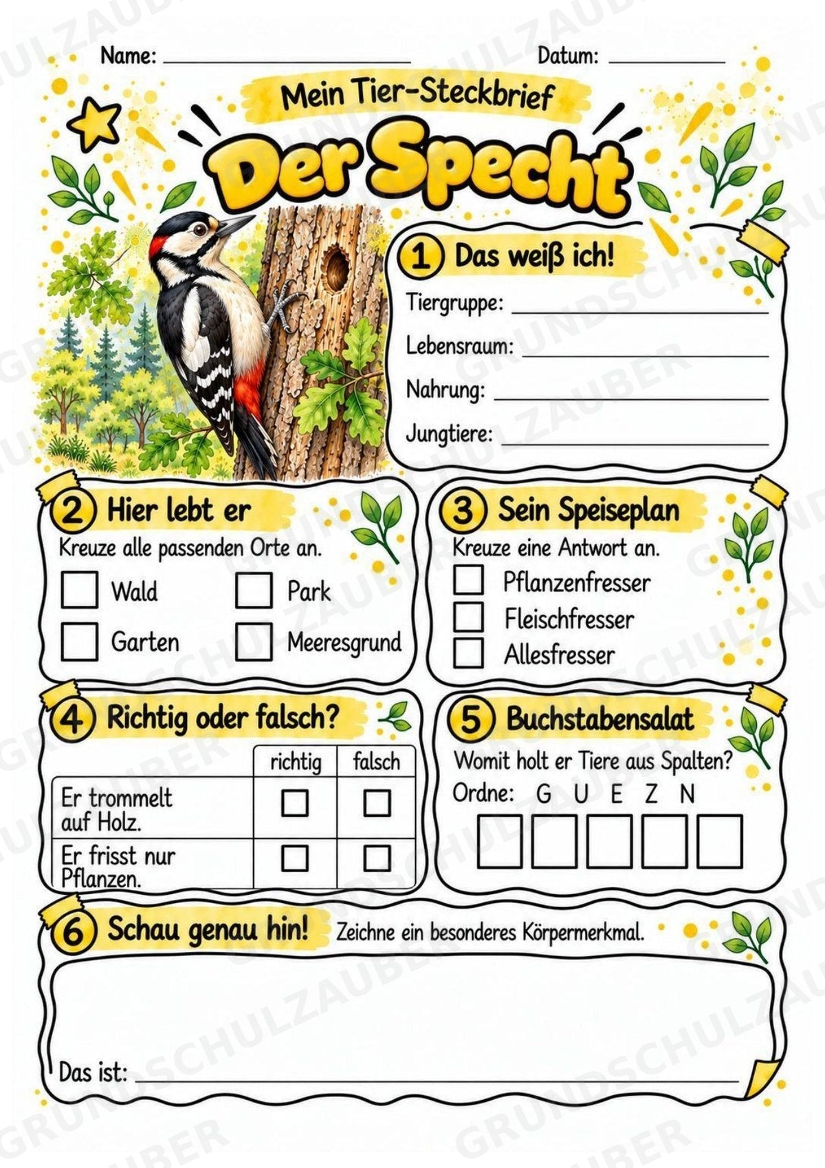 Specht - Lesetext & Steckbrief | Sachunterricht Tiere Grundschule – Materialseite 3