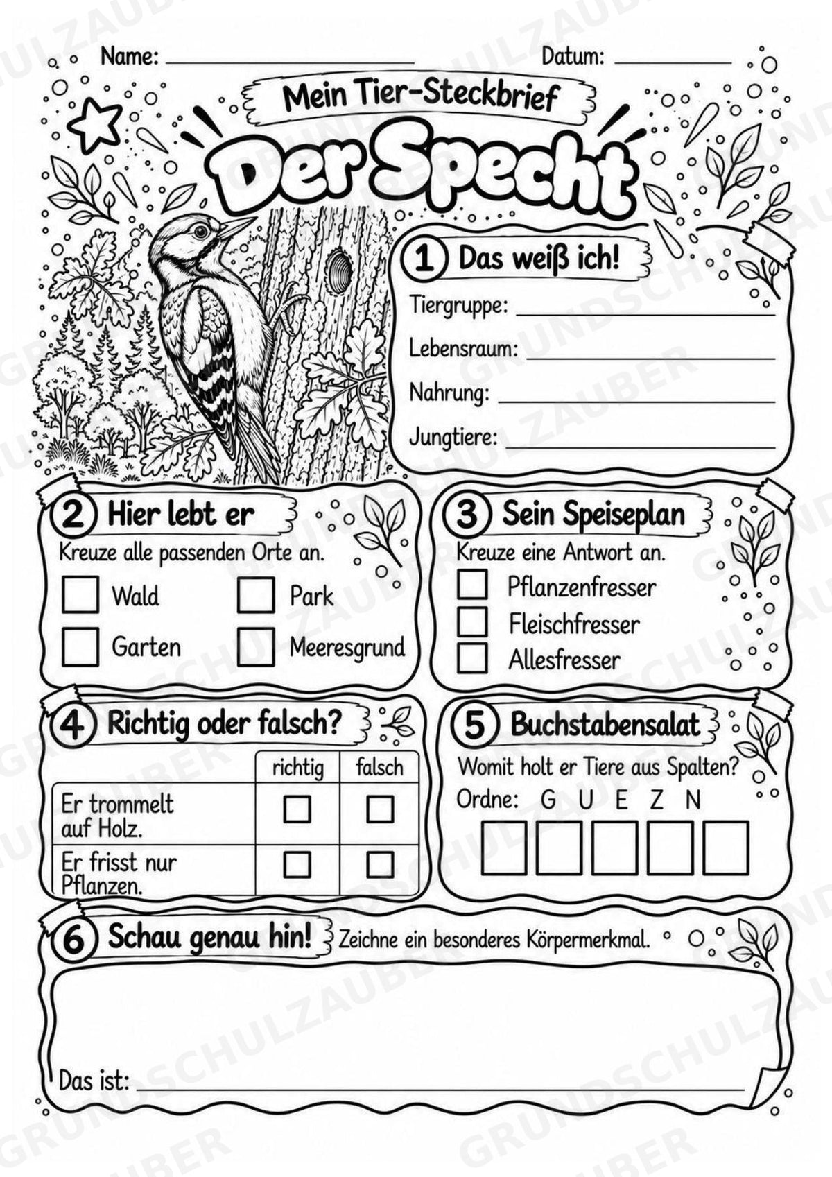 Specht - Lesetext & Steckbrief | Sachunterricht Tiere Grundschule – Materialseite 4