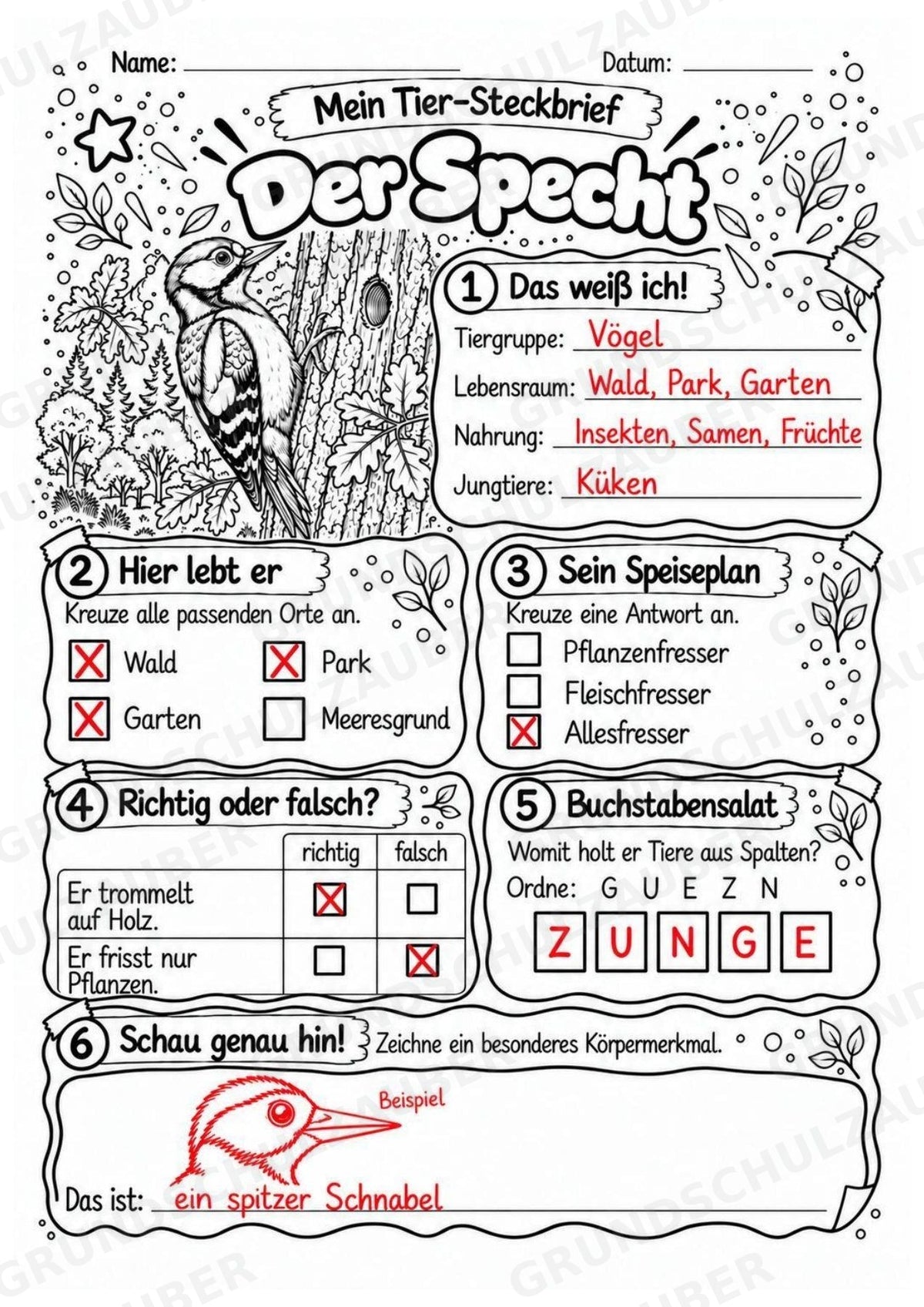 Specht - Lesetext & Steckbrief | Sachunterricht Tiere Grundschule – Materialseite 5
