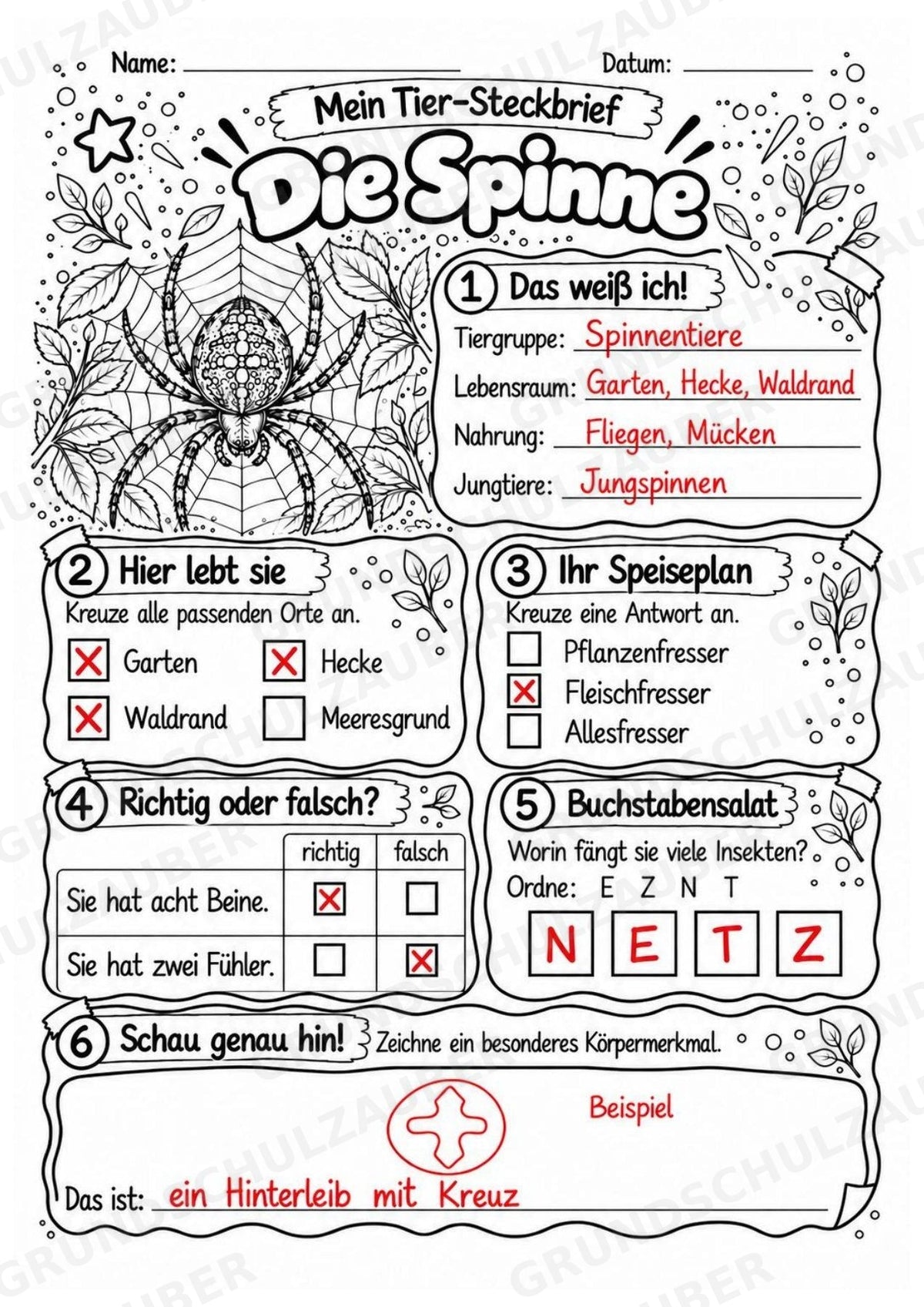 Spinne - Lesetext & Steckbrief | Sachunterricht Tiere Grundschule – Materialseite 5