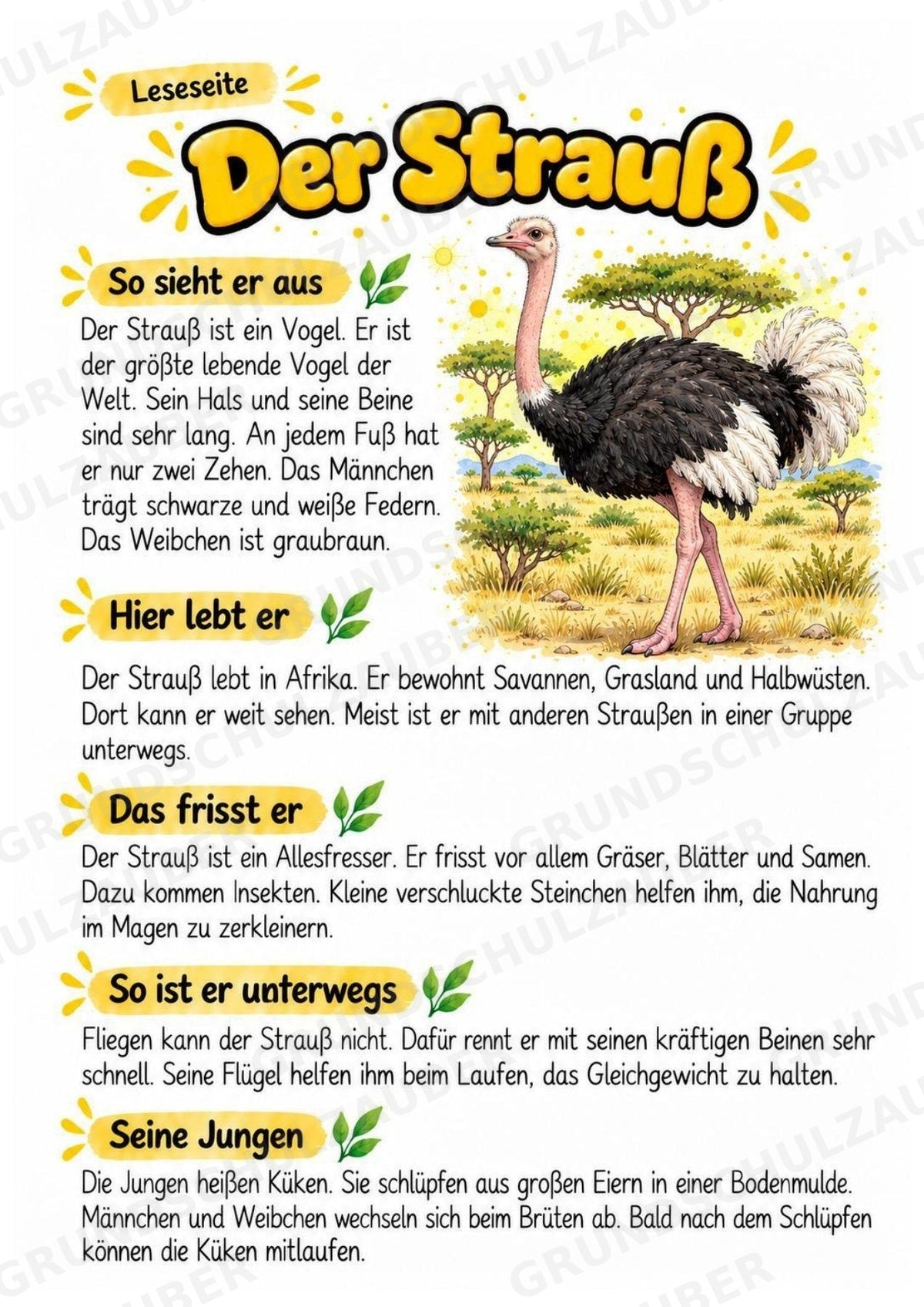 Strauß - Lesetext & Steckbrief | Sachunterricht Tiere Grundschule – Materialseite 2