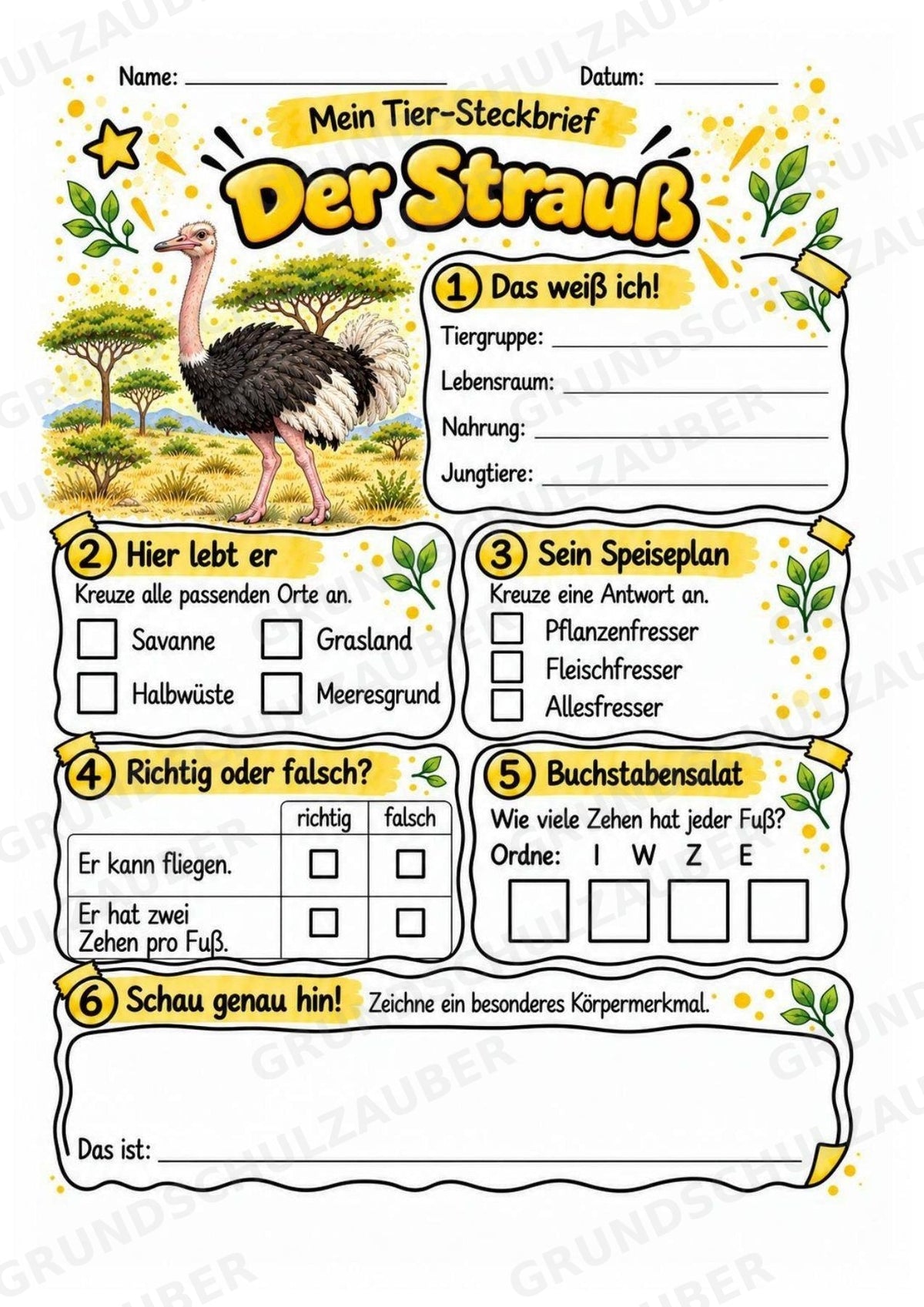 Strauß - Lesetext & Steckbrief | Sachunterricht Tiere Grundschule – Materialseite 3
