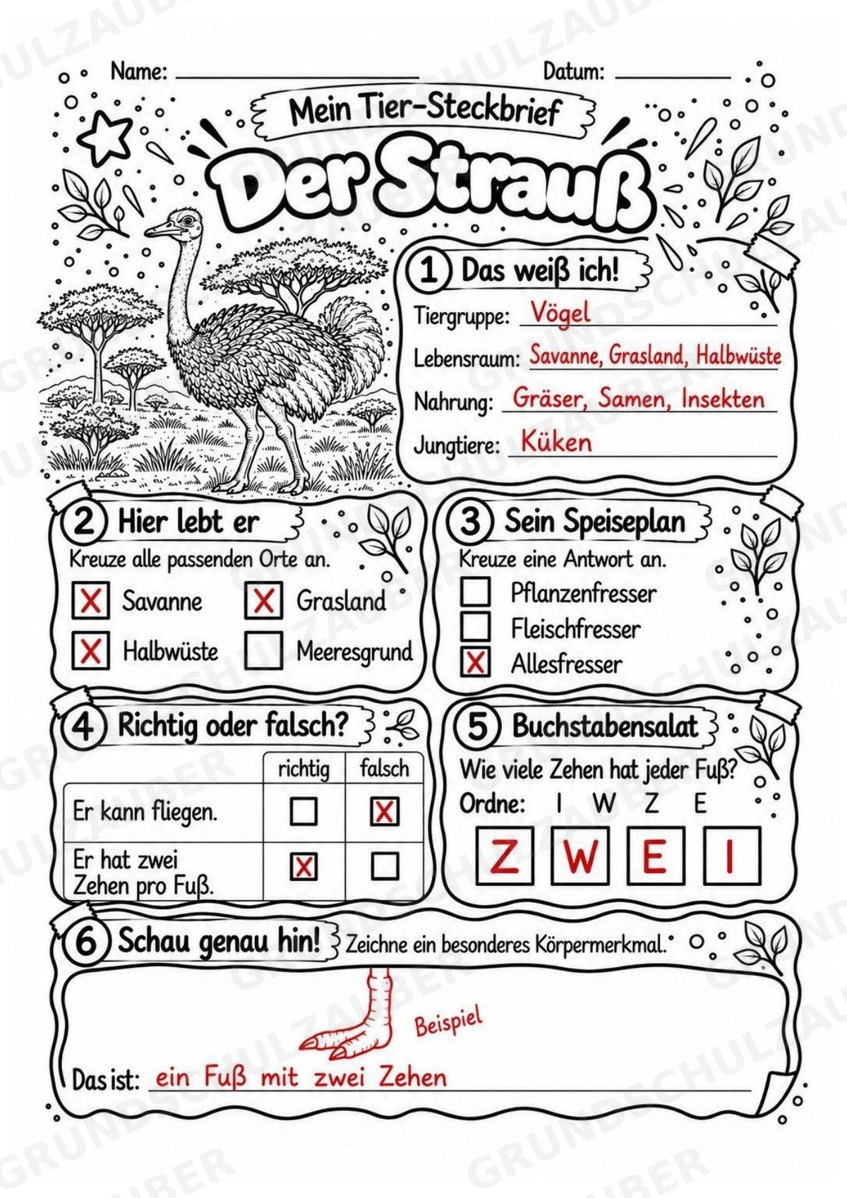 Strauß - Lesetext & Steckbrief | Sachunterricht Tiere Grundschule – Materialseite 5