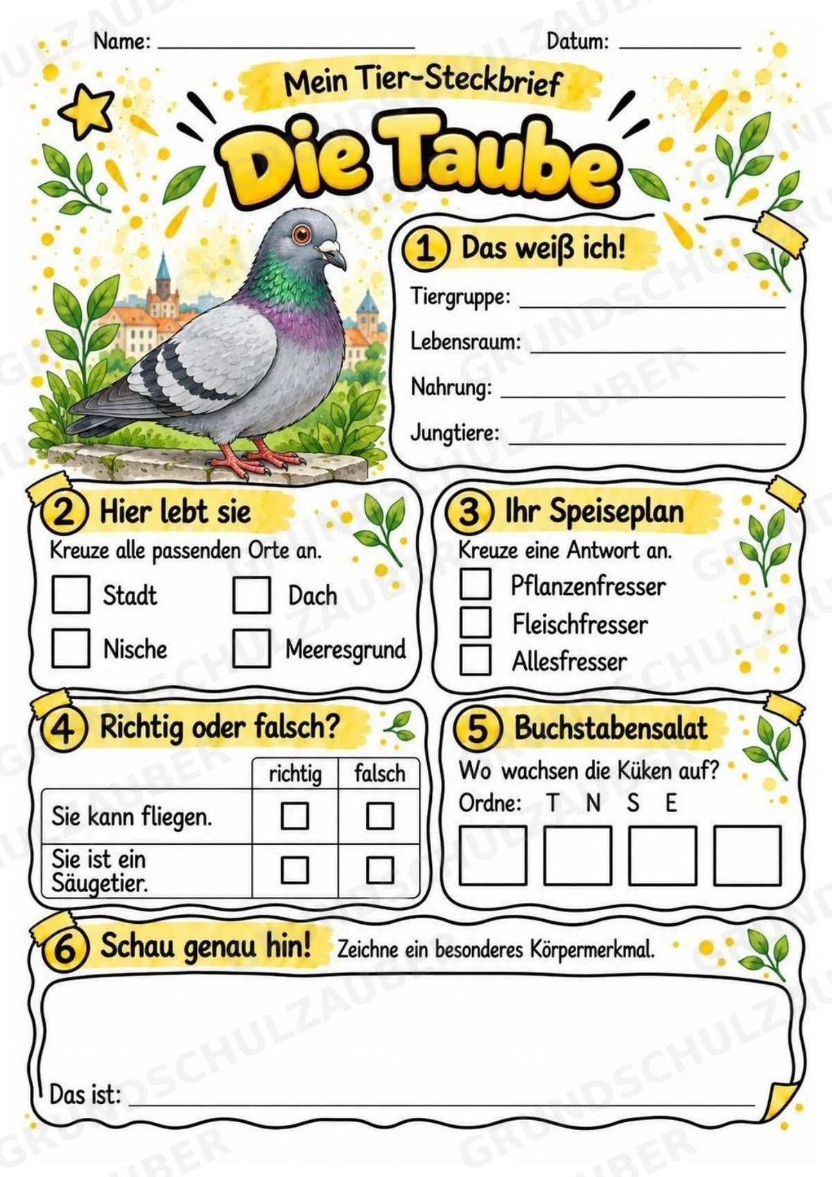 Taube - Lesetext & Steckbrief | Sachunterricht Tiere Grundschule – Materialseite 3
