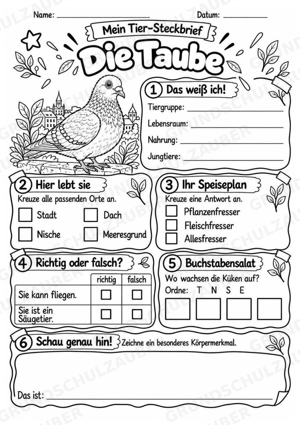Taube - Lesetext & Steckbrief | Sachunterricht Tiere Grundschule – Materialseite 4