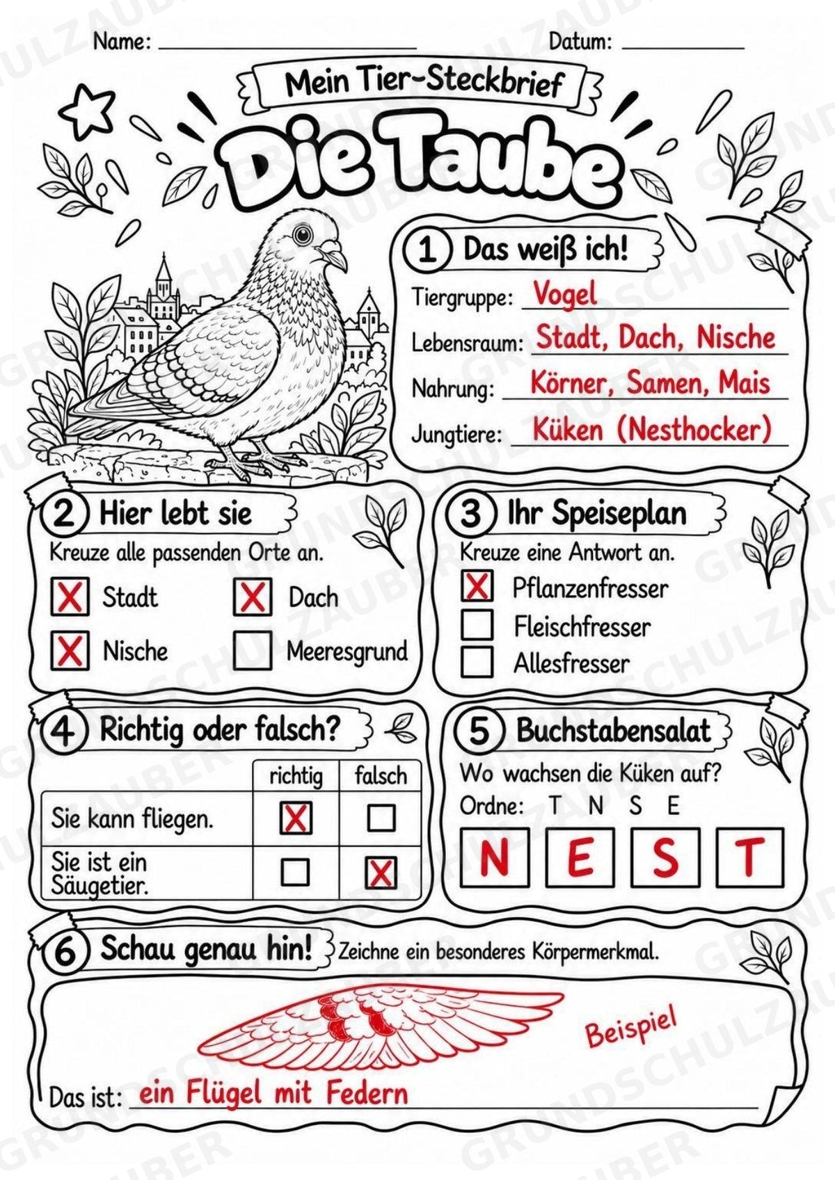 Taube - Lesetext & Steckbrief | Sachunterricht Tiere Grundschule – Materialseite 5