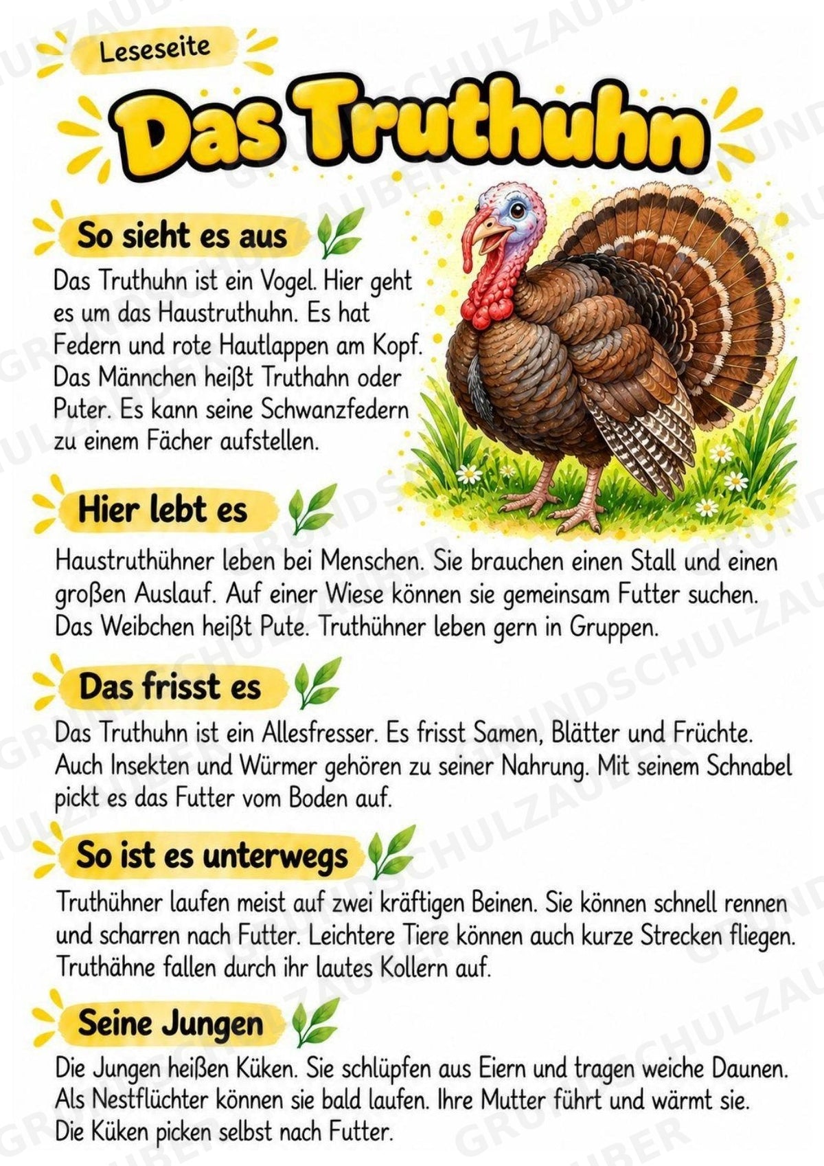 Truthuhn - Lesetext & Steckbrief | Sachunterricht Tiere Grundschule – Materialseite 2