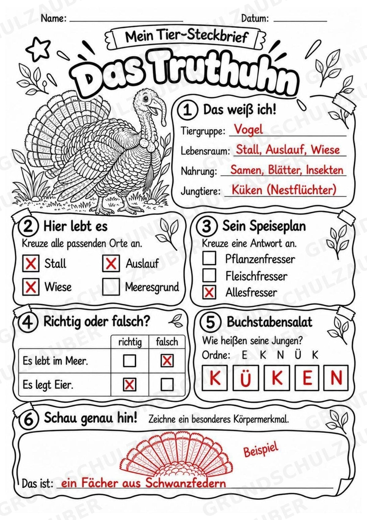 Truthuhn - Lesetext & Steckbrief | Sachunterricht Tiere Grundschule – Materialseite 5