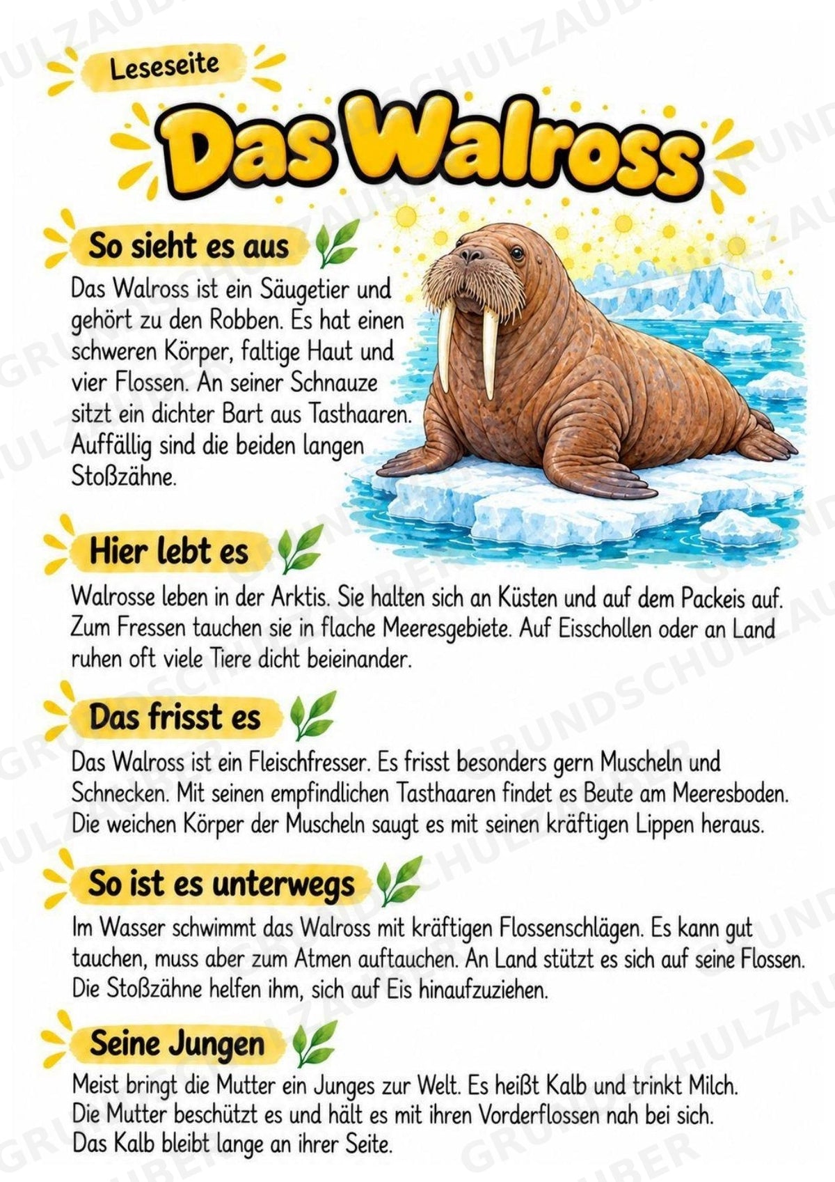Walross - Lesetext & Steckbrief | Sachunterricht Tiere Grundschule – Materialseite 2