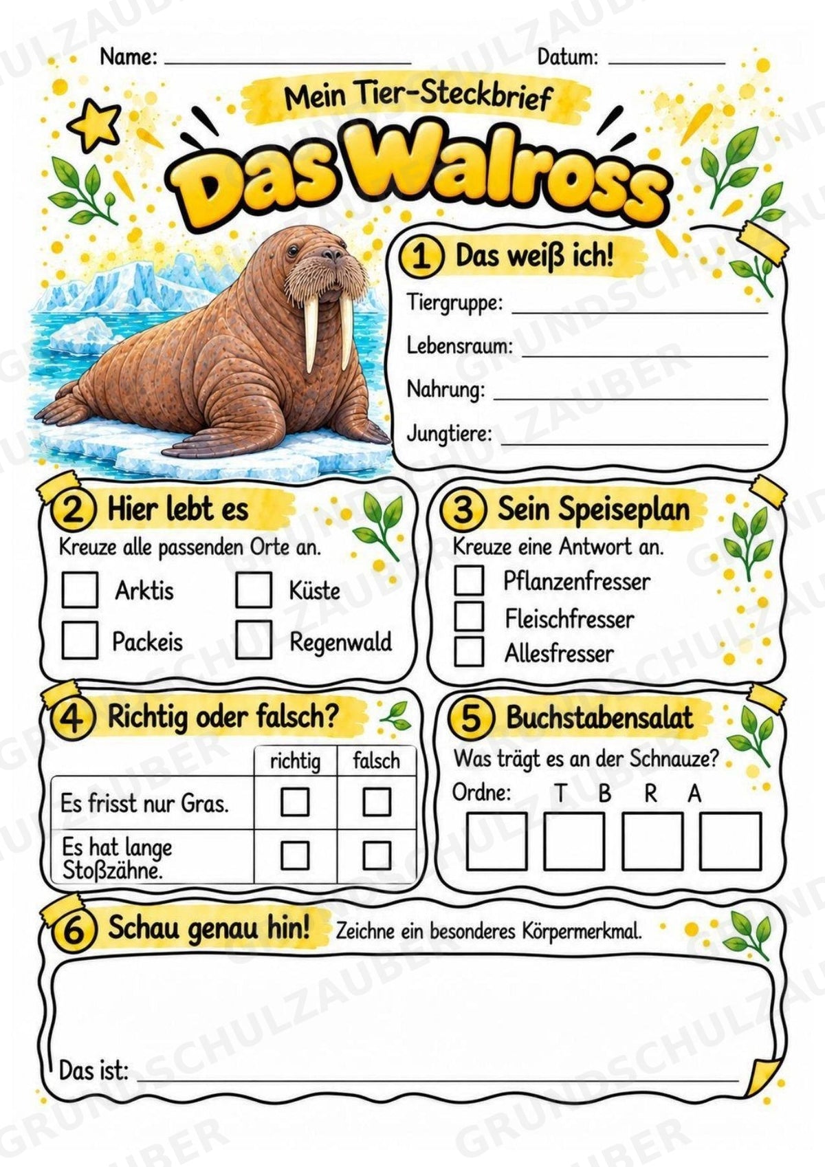 Walross - Lesetext & Steckbrief | Sachunterricht Tiere Grundschule – Materialseite 3