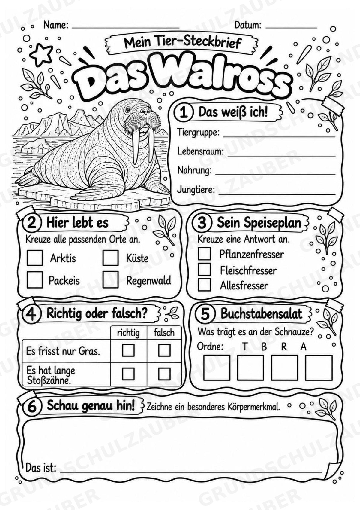 Walross - Lesetext & Steckbrief | Sachunterricht Tiere Grundschule – Materialseite 4