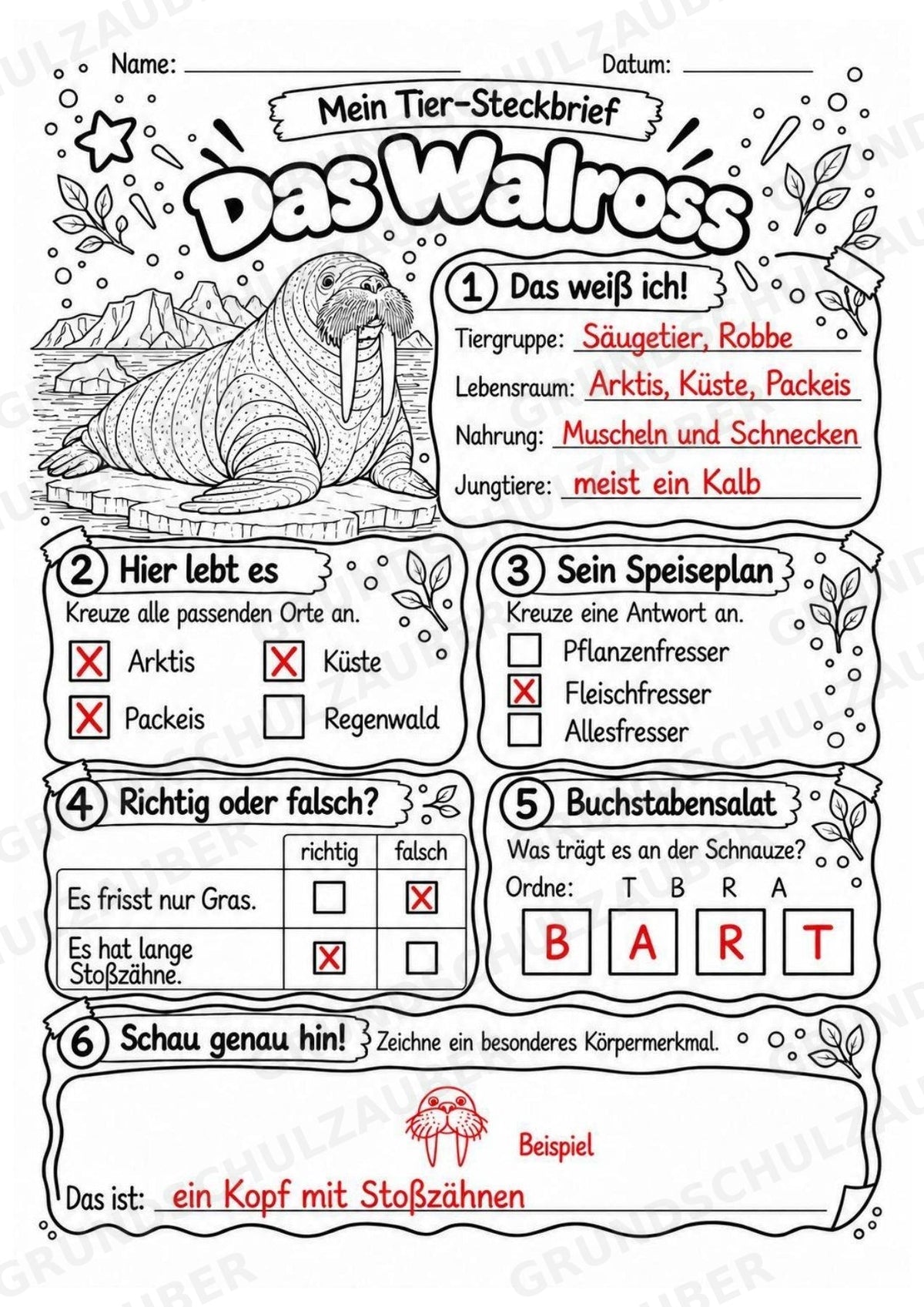 Walross - Lesetext & Steckbrief | Sachunterricht Tiere Grundschule – Materialseite 5