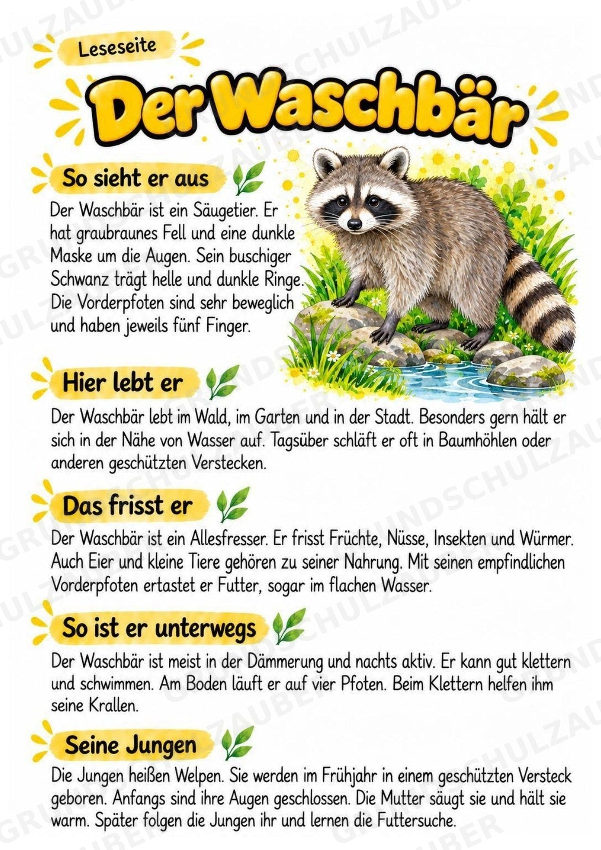 Waschbär - Lesetext & Steckbrief | Sachunterricht Tiere Grundschule – Materialseite 2