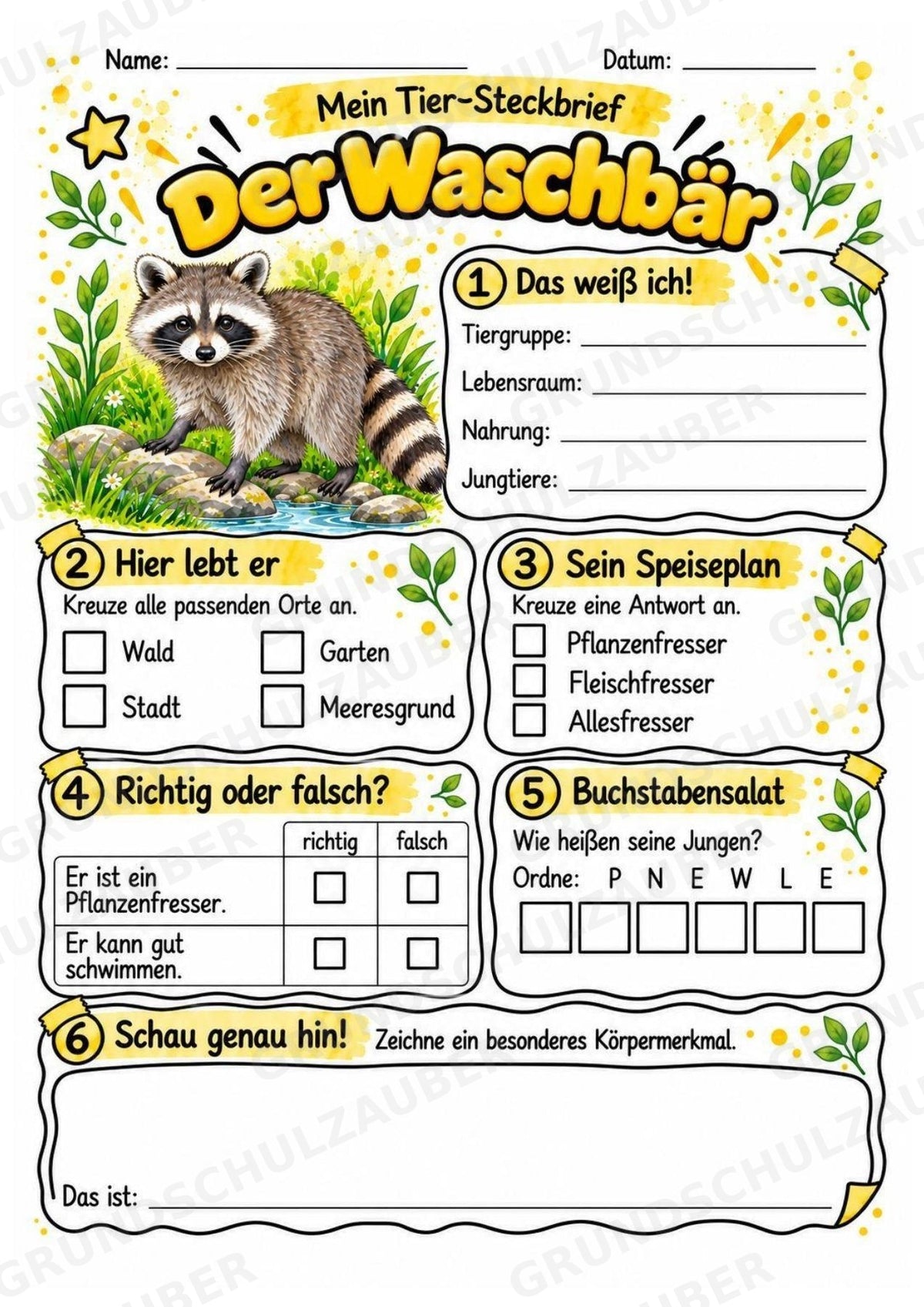 Waschbär - Lesetext & Steckbrief | Sachunterricht Tiere Grundschule – Materialseite 3