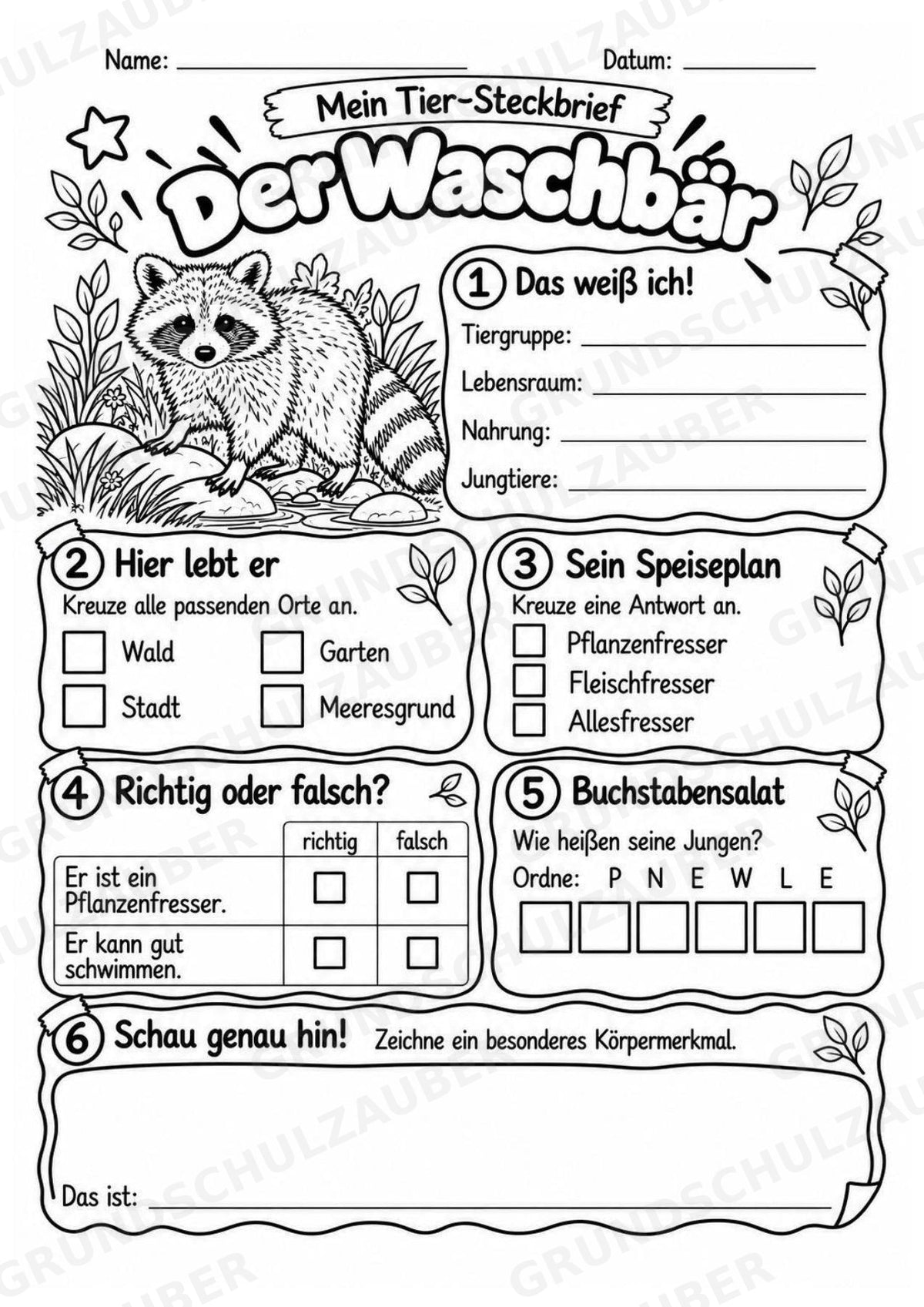 Waschbär - Lesetext & Steckbrief | Sachunterricht Tiere Grundschule – Materialseite 4