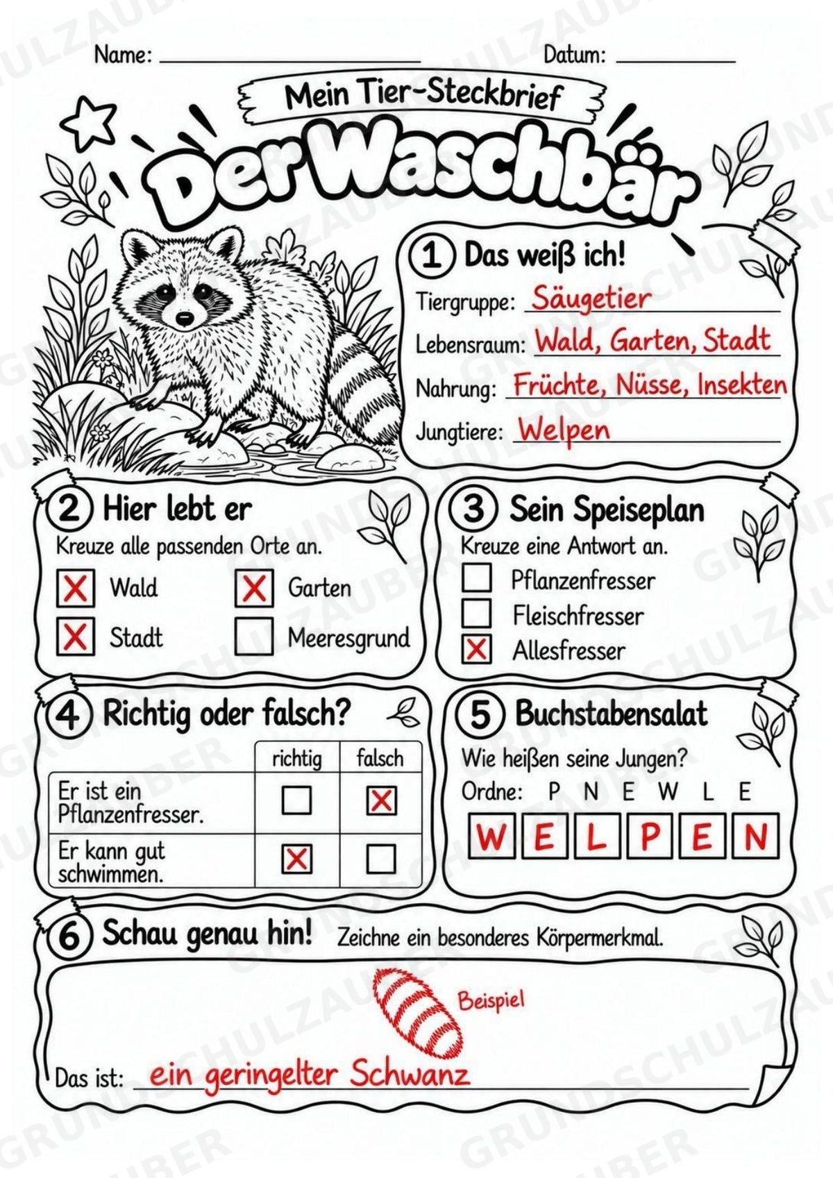 Waschbär - Lesetext & Steckbrief | Sachunterricht Tiere Grundschule – Materialseite 5