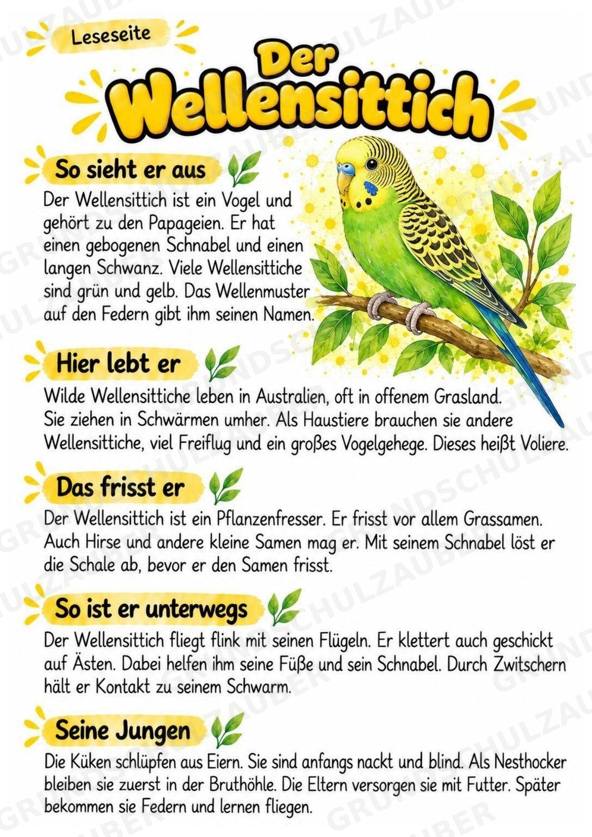 Wellensittich - Lesetext & Steckbrief | Sachunterricht Tiere Grundschule – Materialseite 2