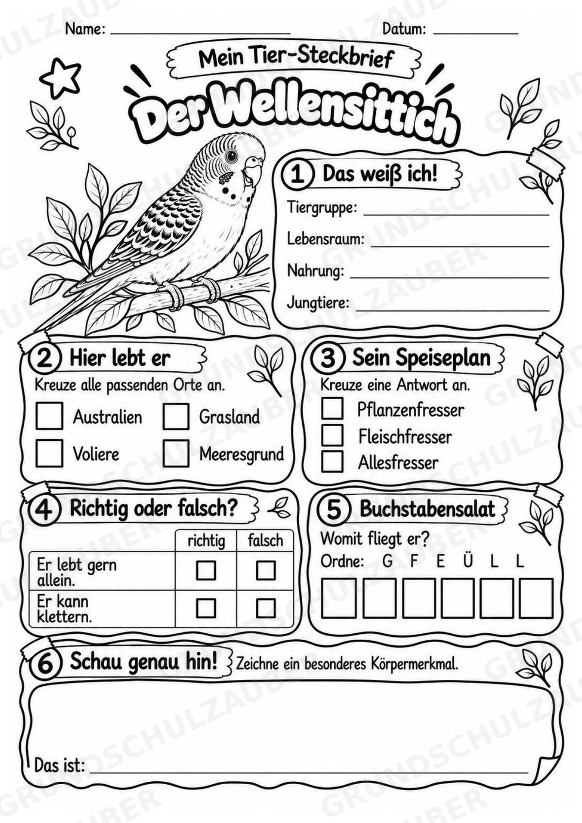 Wellensittich - Lesetext & Steckbrief | Sachunterricht Tiere Grundschule – Materialseite 4