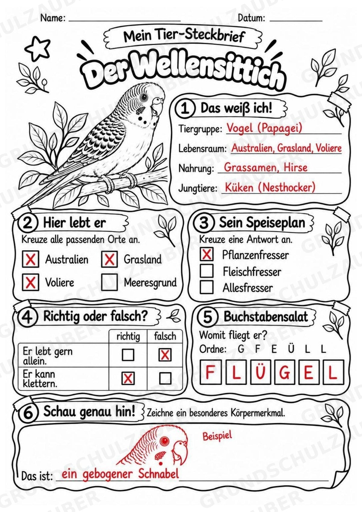 Wellensittich - Lesetext & Steckbrief | Sachunterricht Tiere Grundschule – Materialseite 5