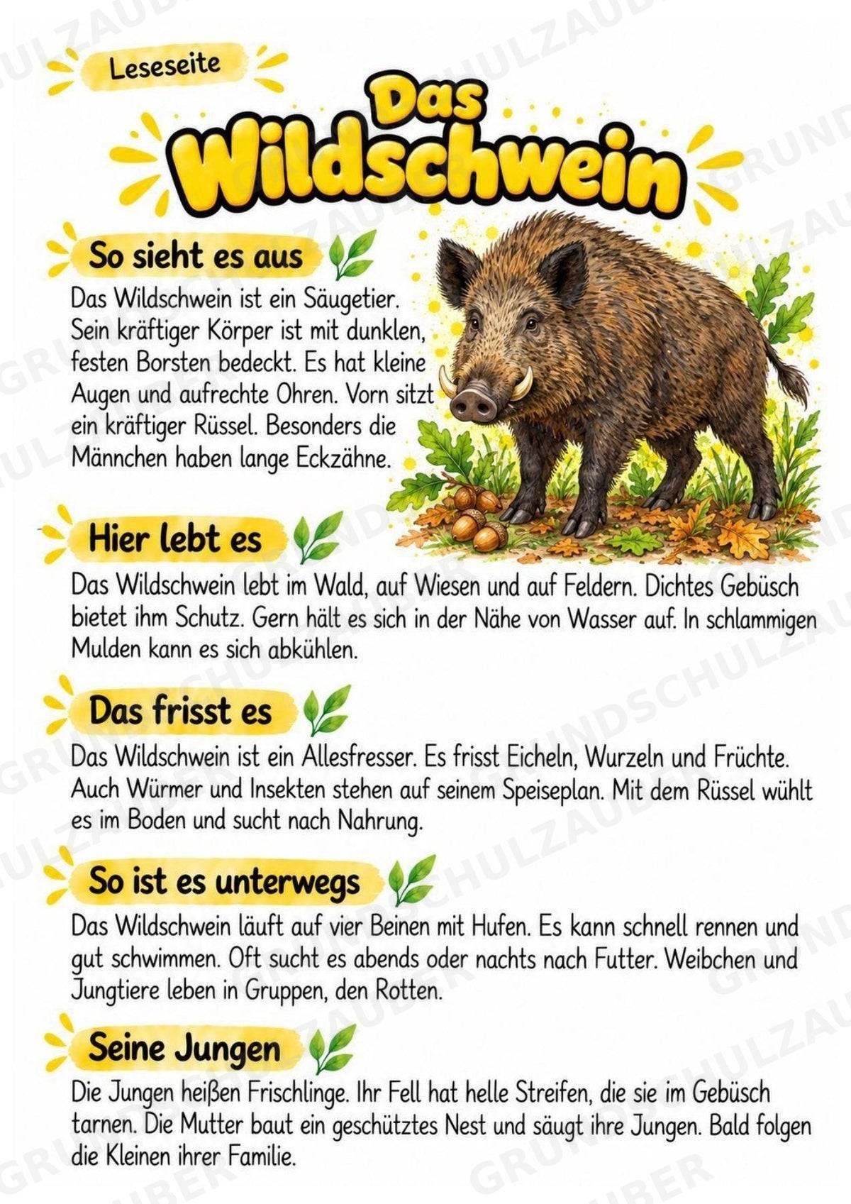 Wildschwein - Lesetext & Steckbrief | Sachunterricht Tiere Grundschule – Materialseite 2
