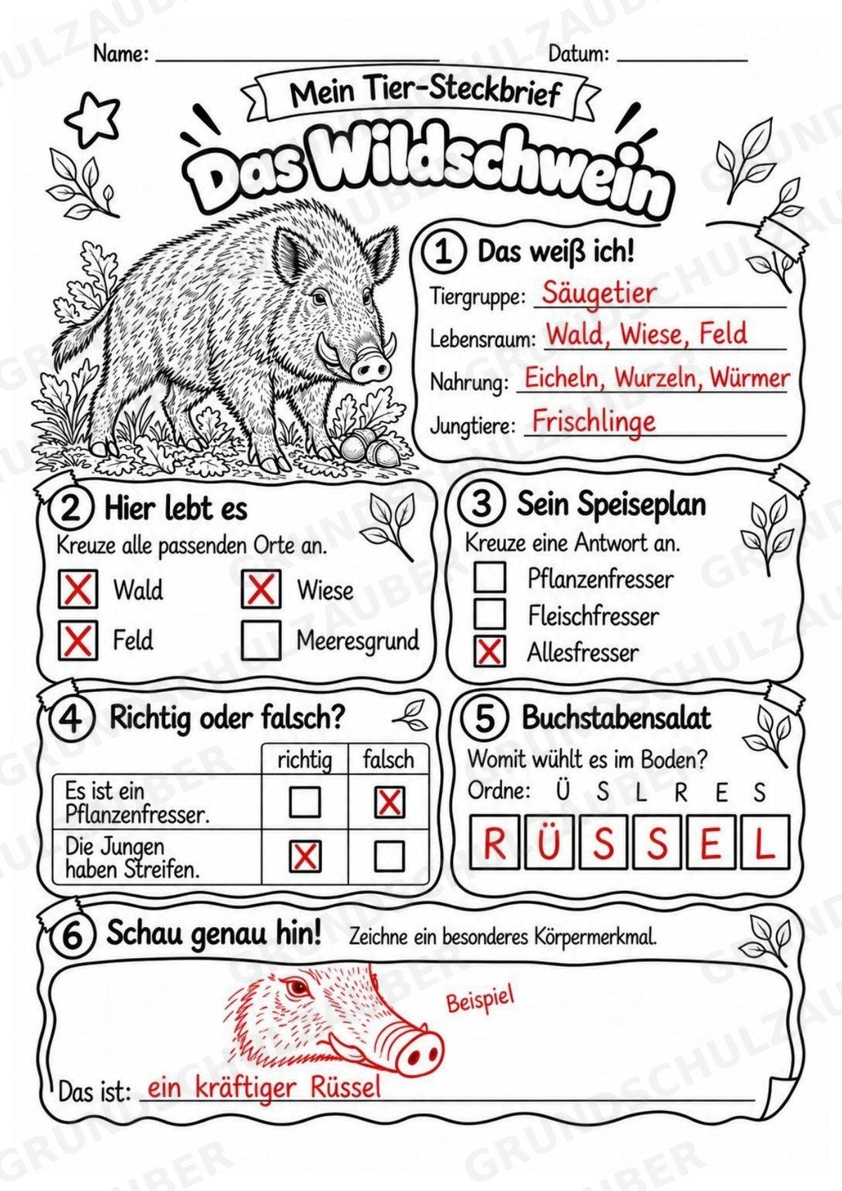 Wildschwein - Lesetext & Steckbrief | Sachunterricht Tiere Grundschule – Materialseite 5