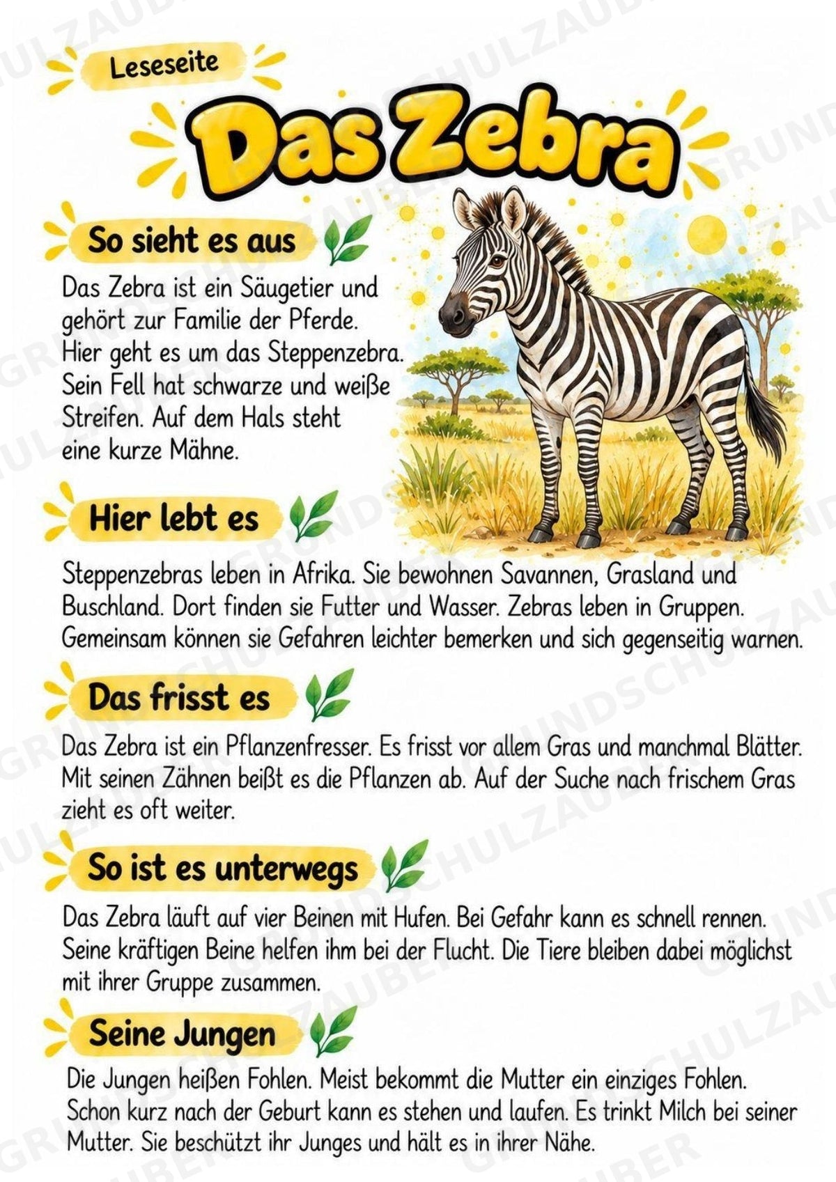 Zebra - Lesetext & Steckbrief | Sachunterricht Tiere Grundschule – Materialseite 2