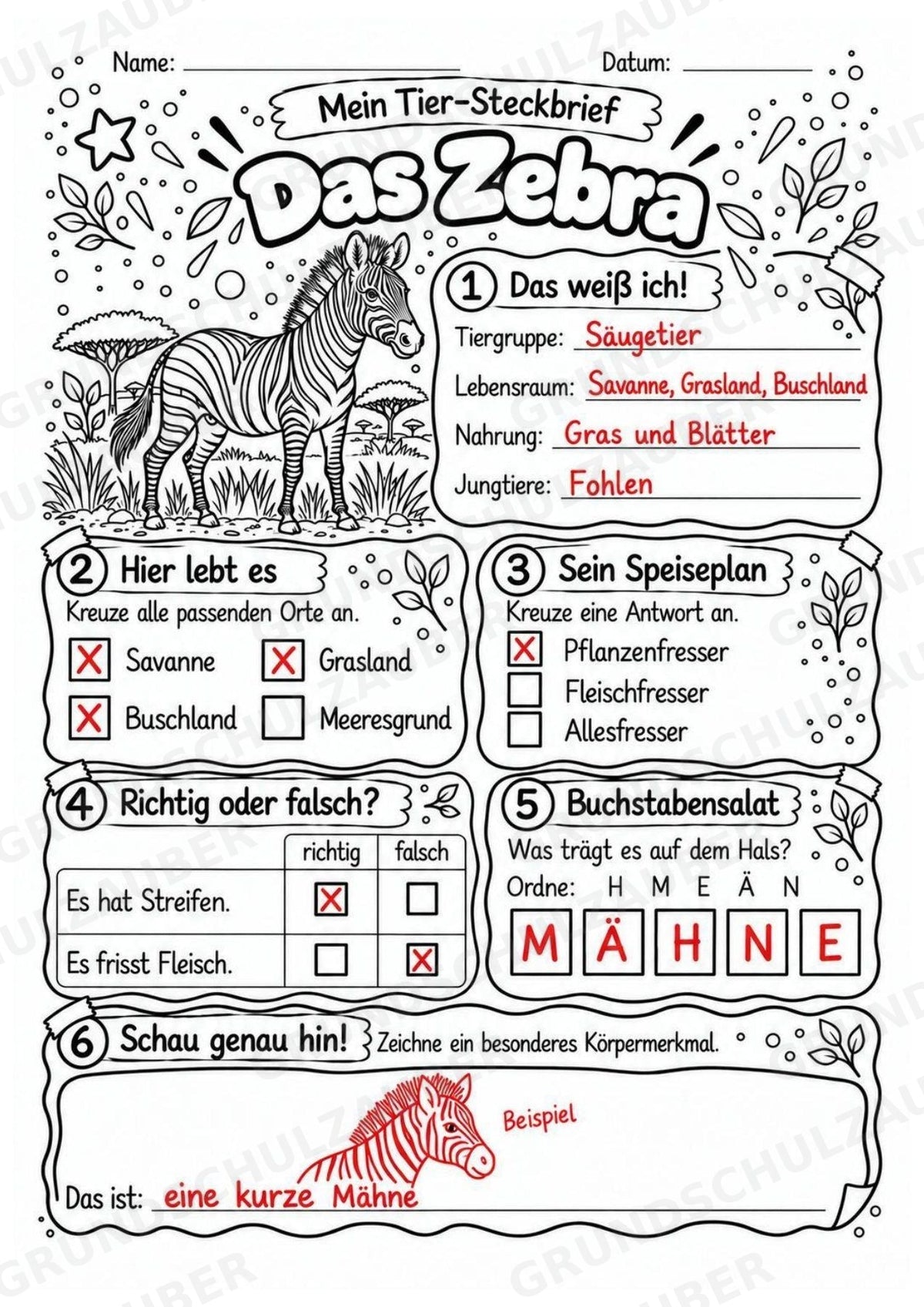 Zebra - Lesetext & Steckbrief | Sachunterricht Tiere Grundschule – Materialseite 5