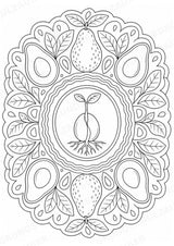 Avocado Mandalas Ausmalbilder – Obst – 15 Malvorlagen – Materialseite 11
