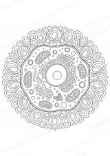 Biologie Mandalas Ausmalbilder – Bio – 15 Malvorlagen – Materialseite 3