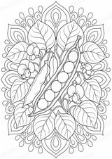Bohnen Mandalas Ausmalbilder – Gemüse – 15 Malvorlagen – Materialseite 2
