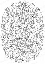 Bohnen Mandalas Ausmalbilder – Gemüse – 15 Malvorlagen – Materialseite 6