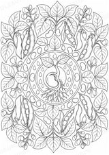 Bohnen Mandalas Ausmalbilder – Gemüse – 15 Malvorlagen – Materialseite 11