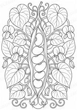 Bohnen Mandalas Ausmalbilder – Gemüse – 15 Malvorlagen – Materialseite 12