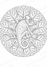 Chamäleon Mandalas Ausmalbilder – Tiere – 15 Malvorlagen – Materialseite 14