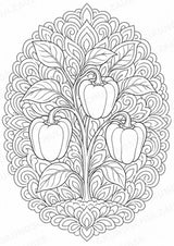 Paprika Mandalas Ausmalbilder – Gemüse – 15 Malvorlagen – Materialseite 10