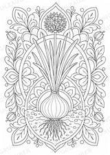 Zwiebel Mandalas Ausmalbilder – Gemüse – 15 Malvorlagen – Materialseite 4